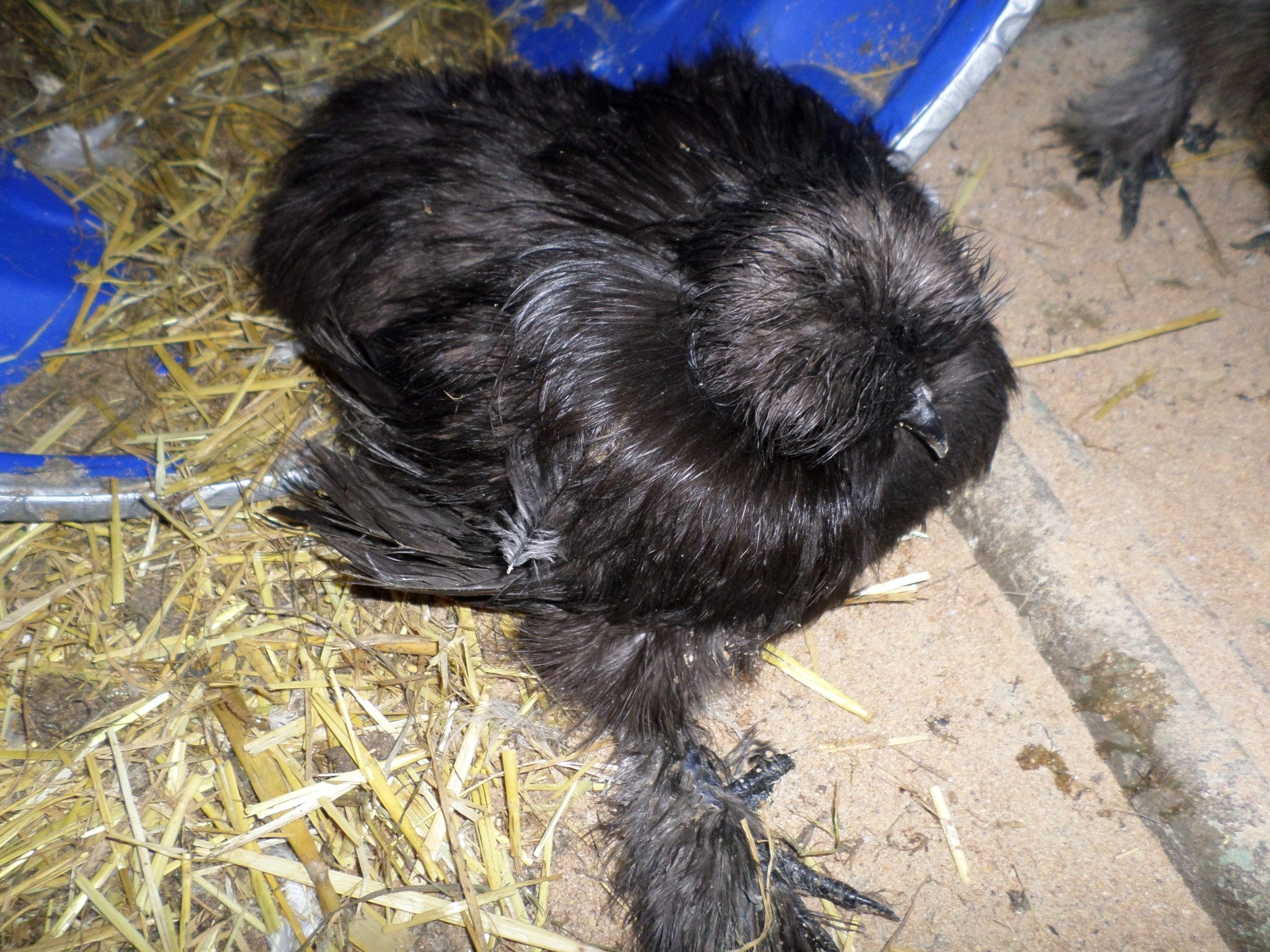 My black Silkie (one can see how her leg is, it sticks straight out from the hip area).  She does move all around the coop front area on her own.