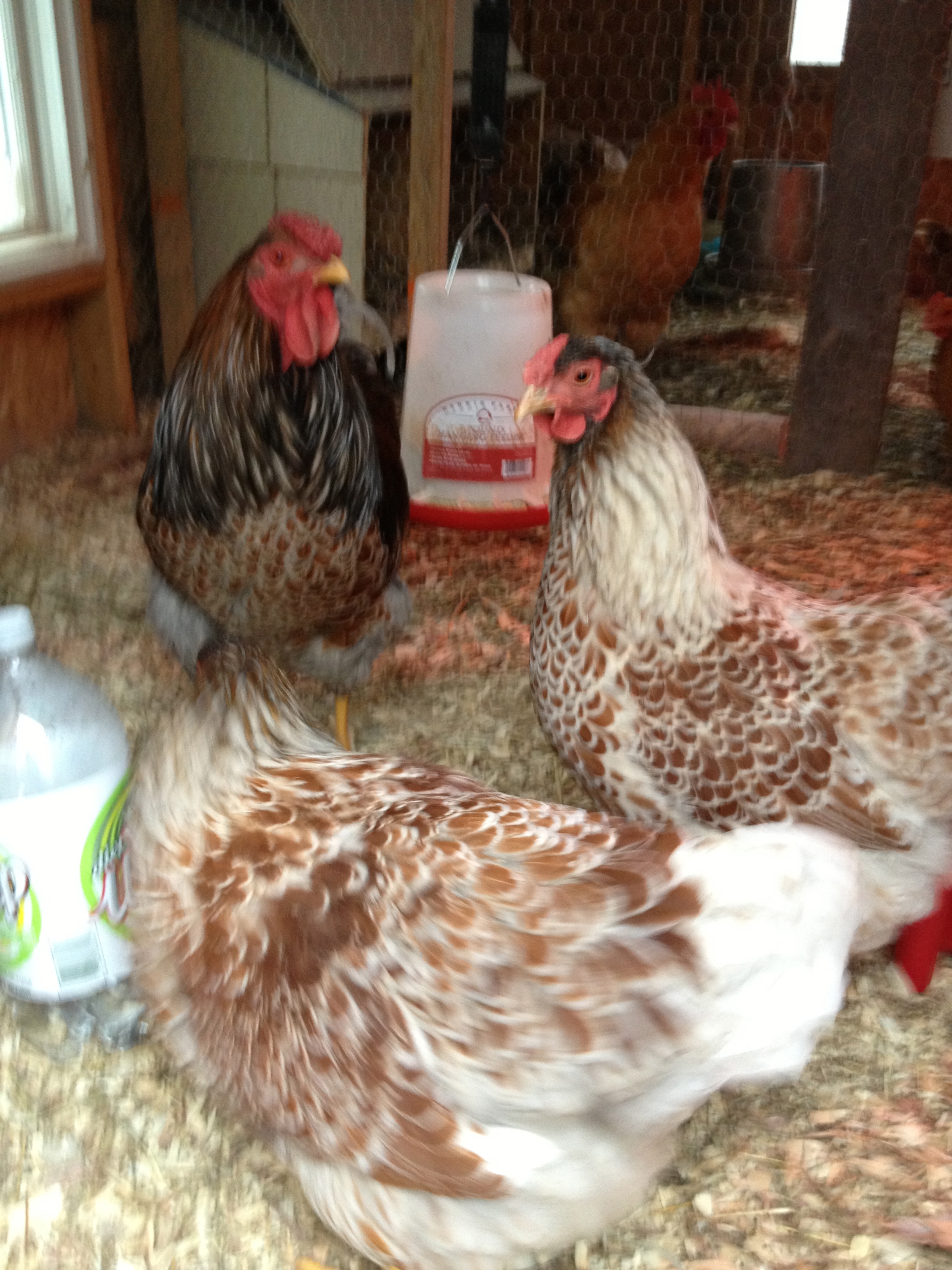 My BLRW roo and his girls