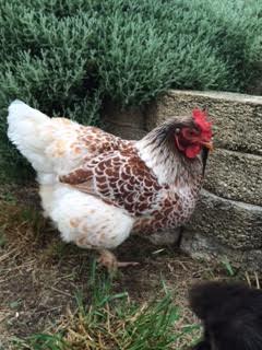 My BLRW. She does not have he typical rose comb and instead has a single comb. She is just a pet so the comb is no issue for me.