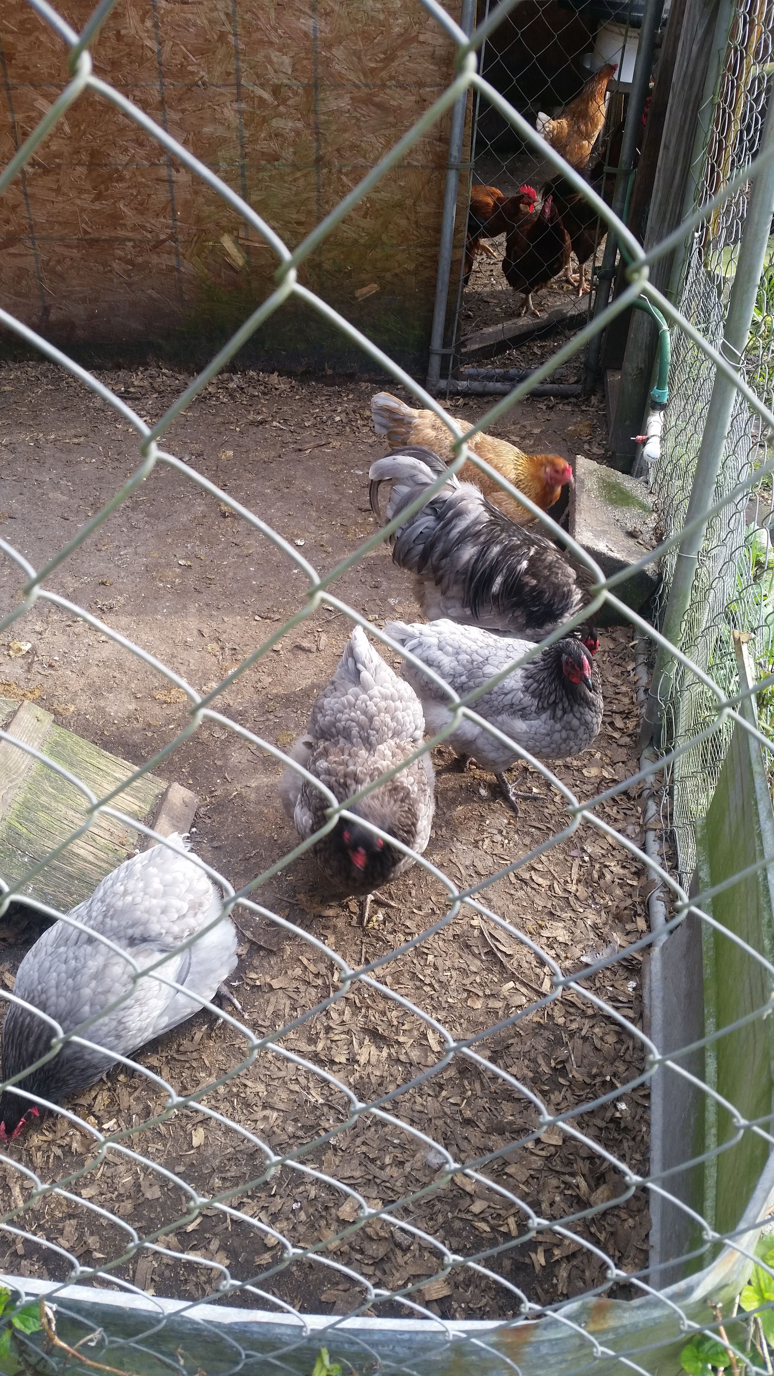 My blue and Black Easter egger project