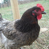 My Blue Copper Marans hen Buzz.   R.I.P.