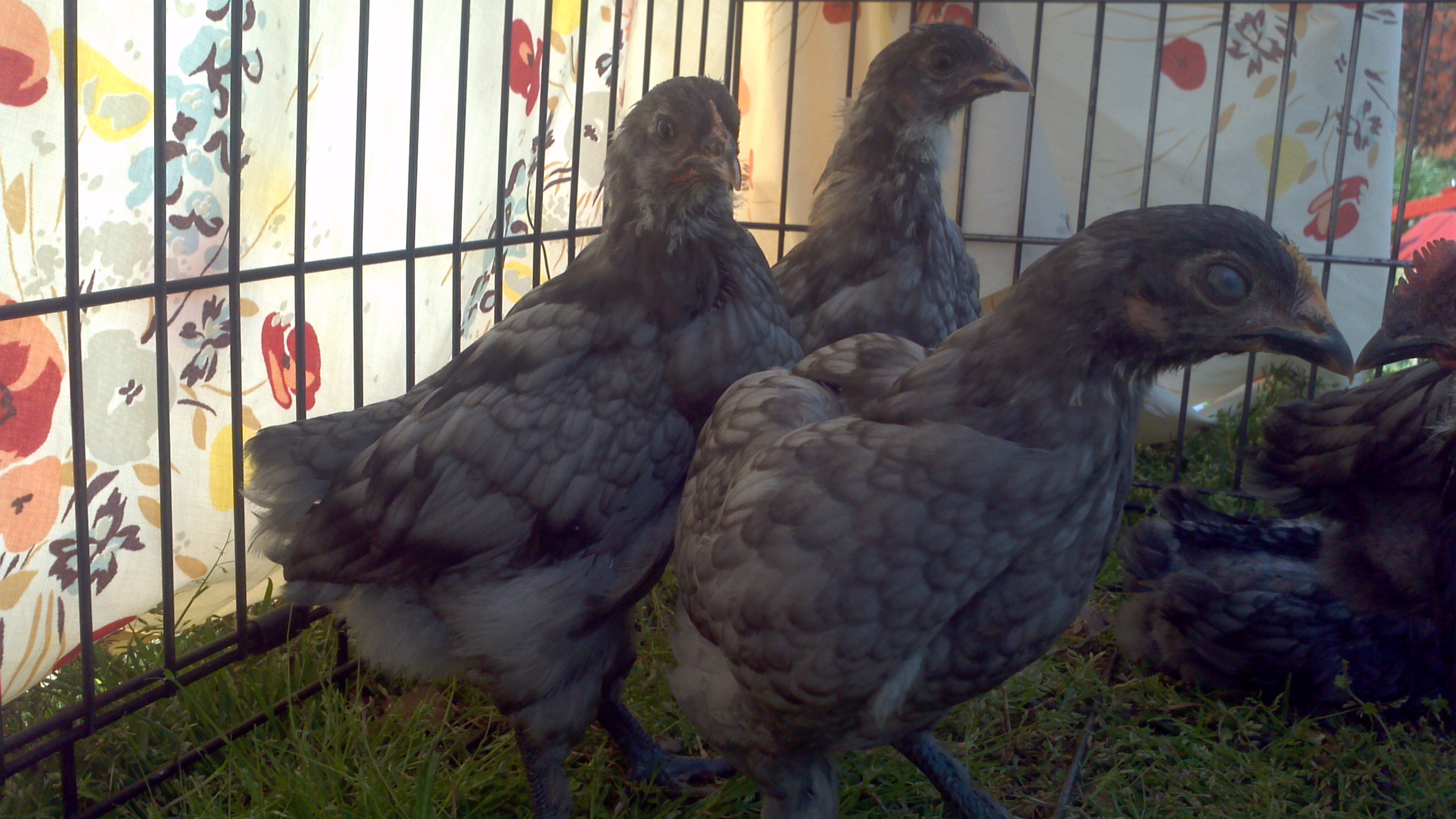 My Blue Copper Marans, the scary eyed one in front is Ghost and she grew up to be a total sweetie.