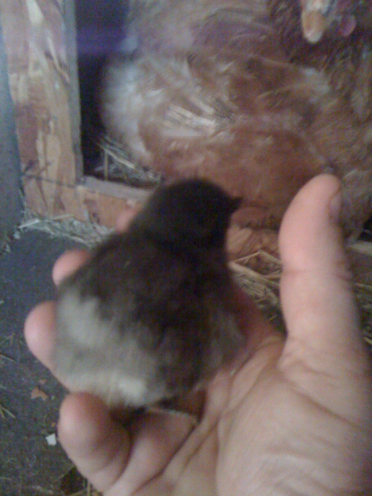 my blue orp roo when he was just a young en
