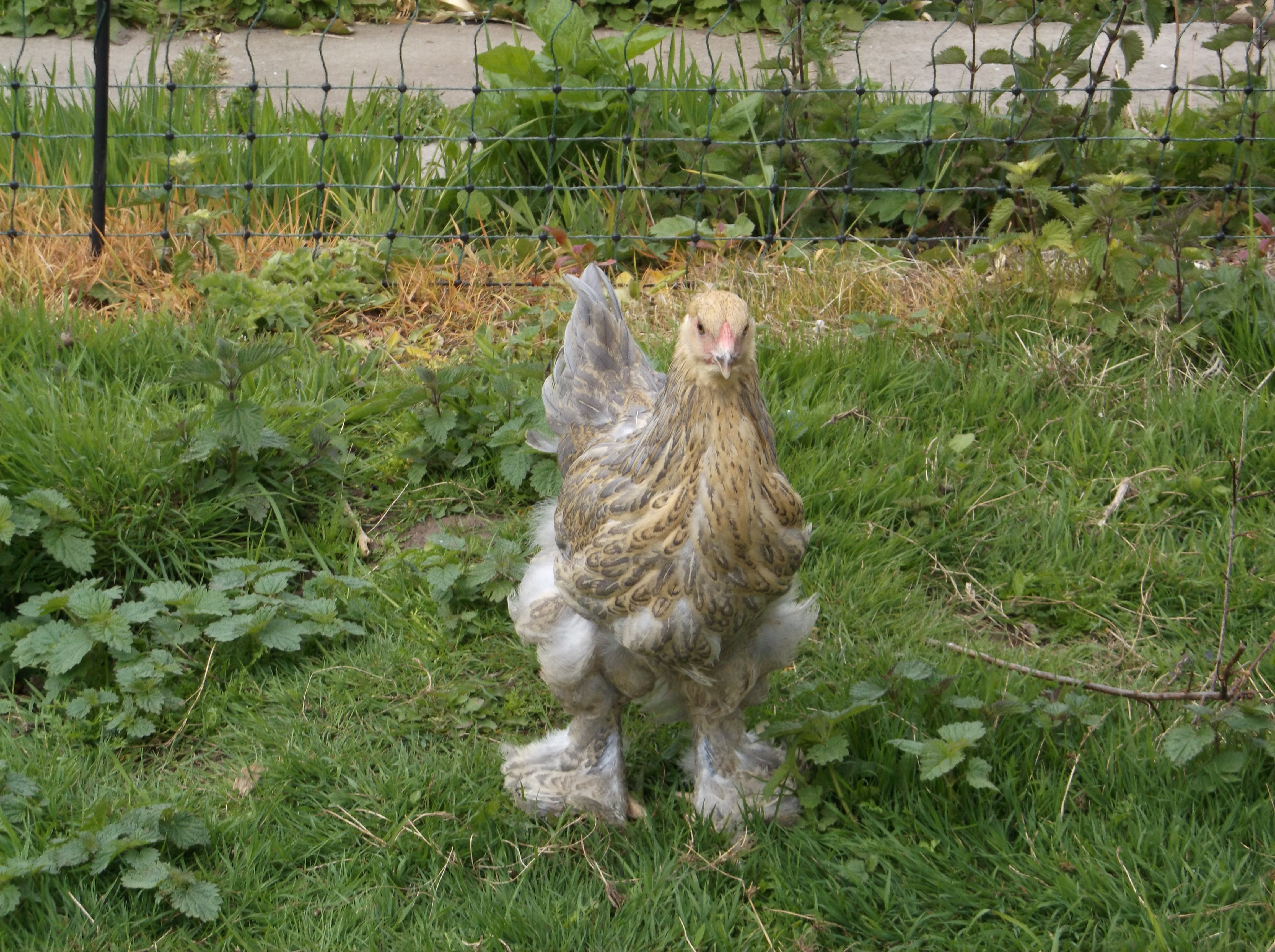 My Blue Partridge Brahma.