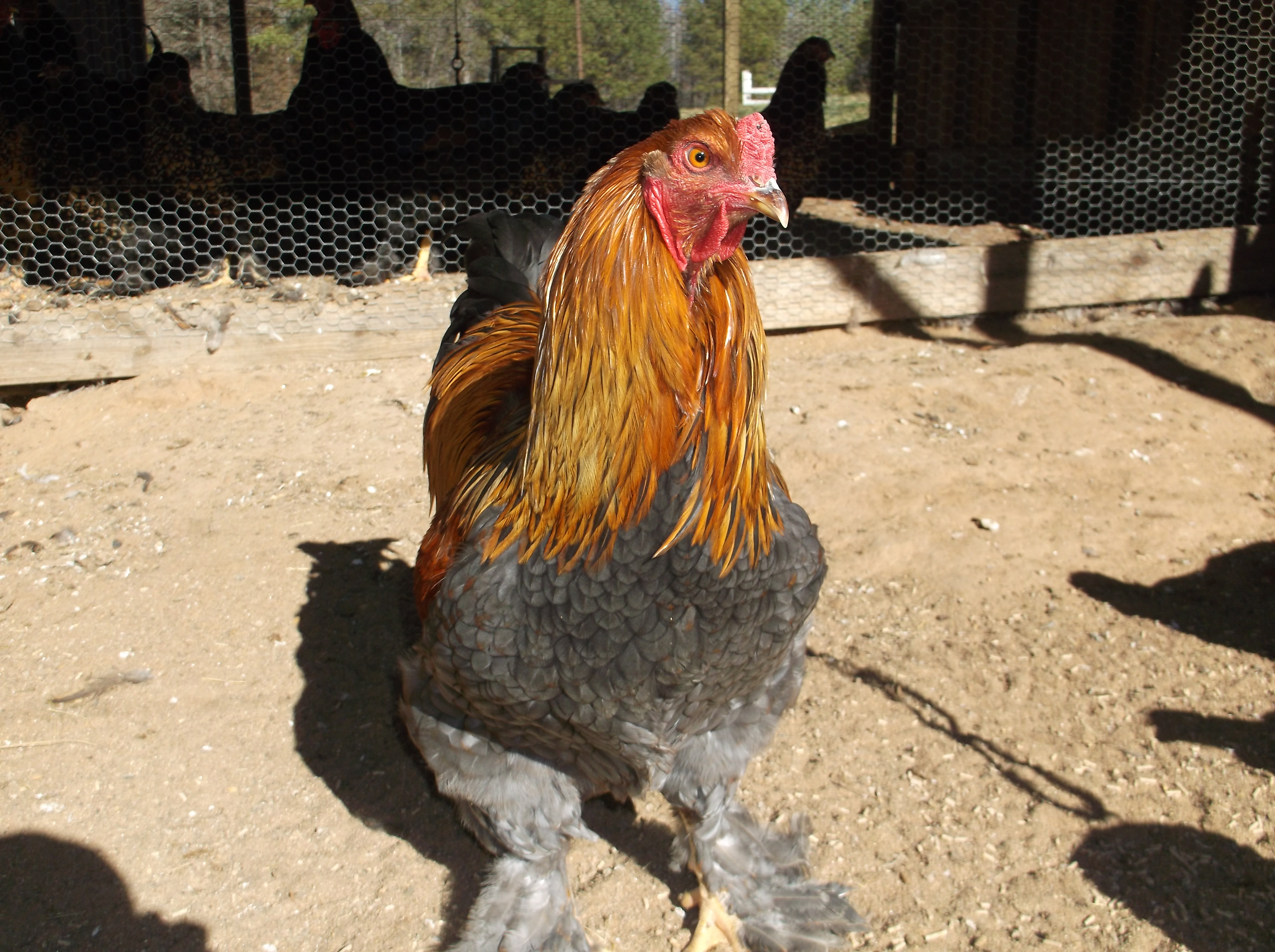 My Blue Partridge Cockerel