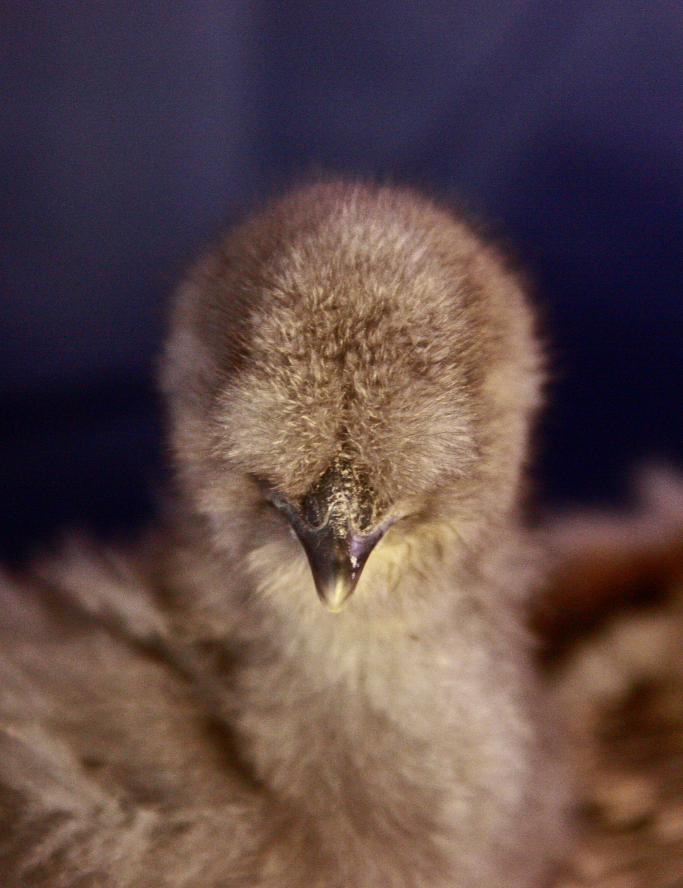 My blue silkie at 2 weeks. still no name yet.