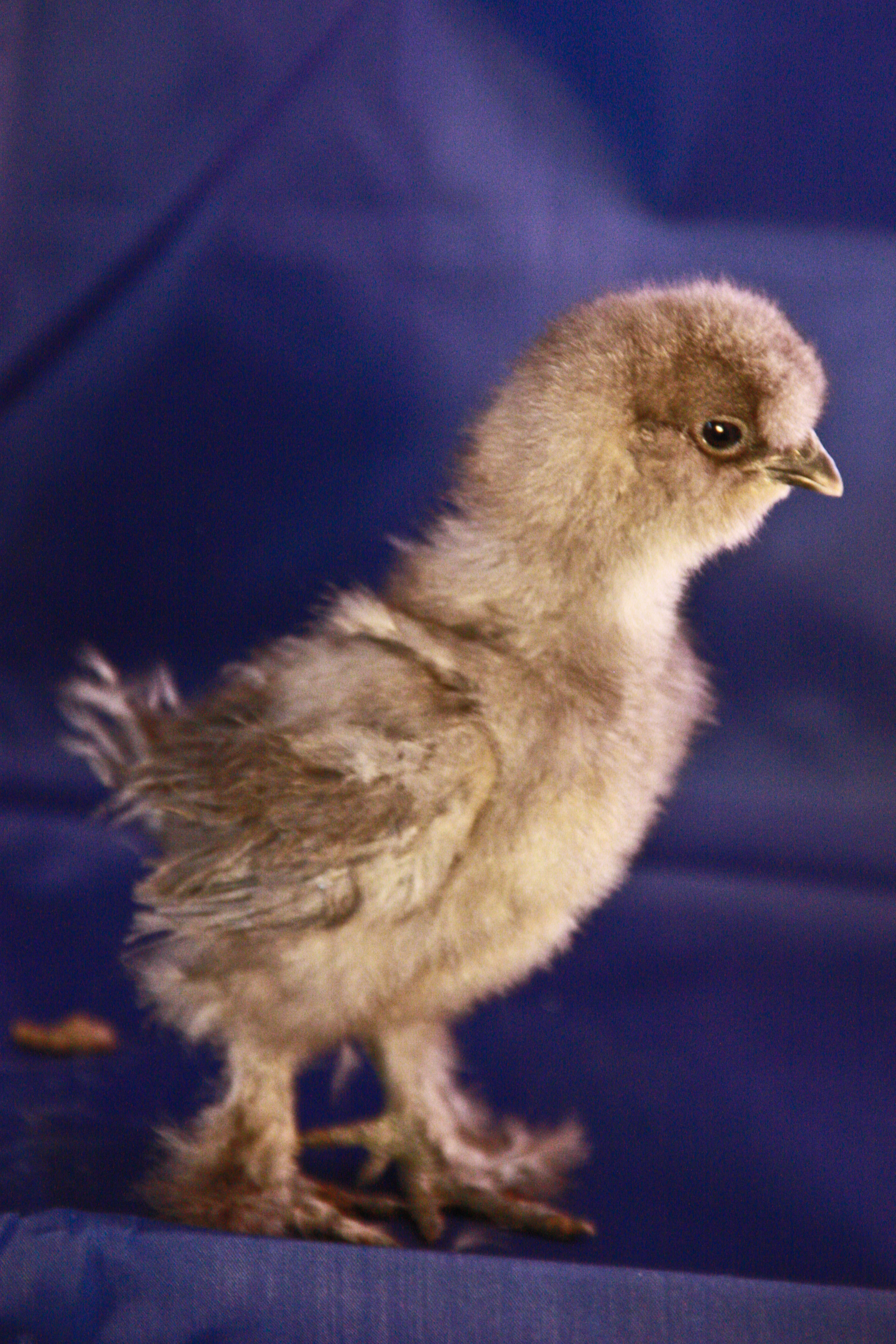 My blue silkie at 2 weeks. still no name yet.
