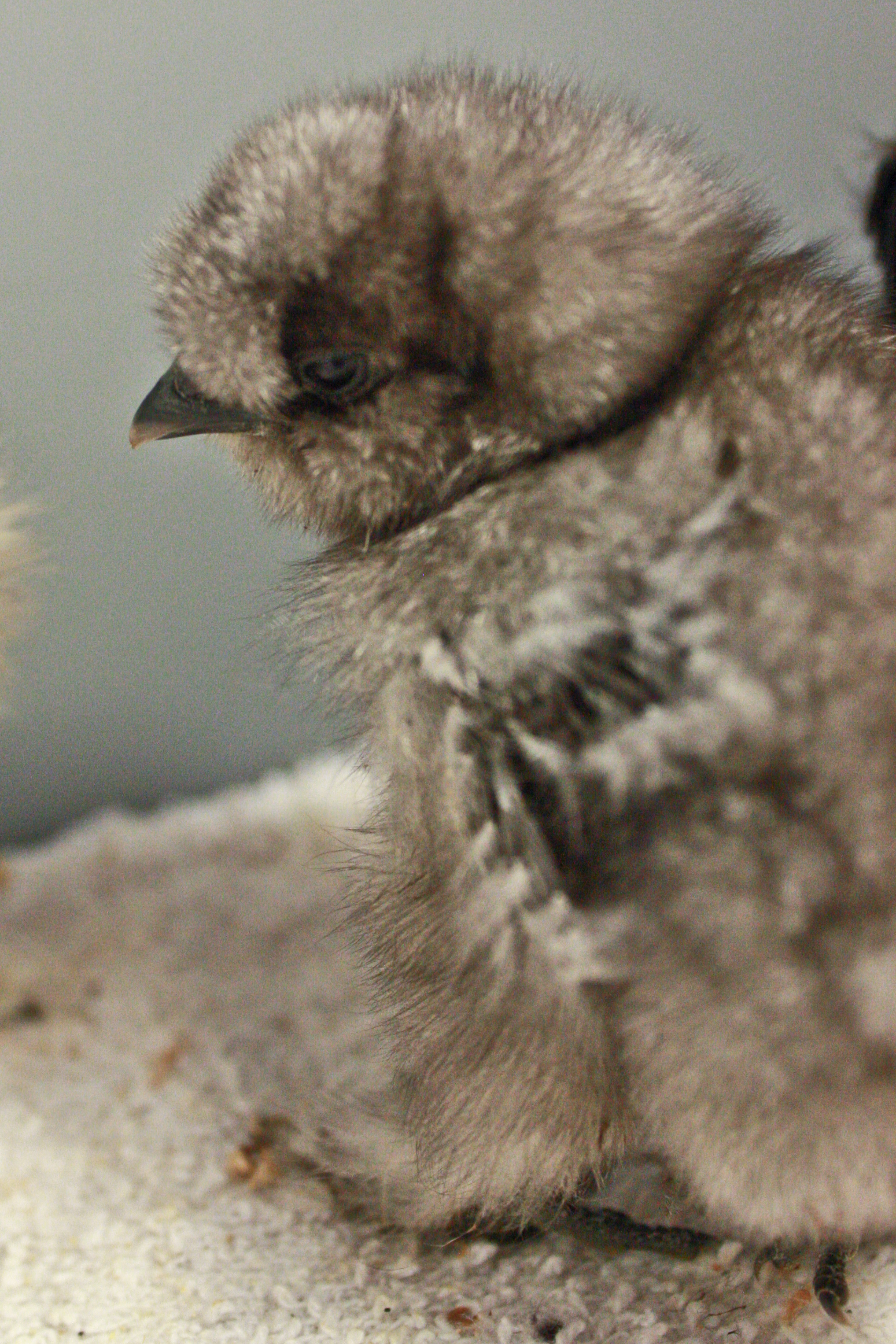 My blue silkie, no name yet