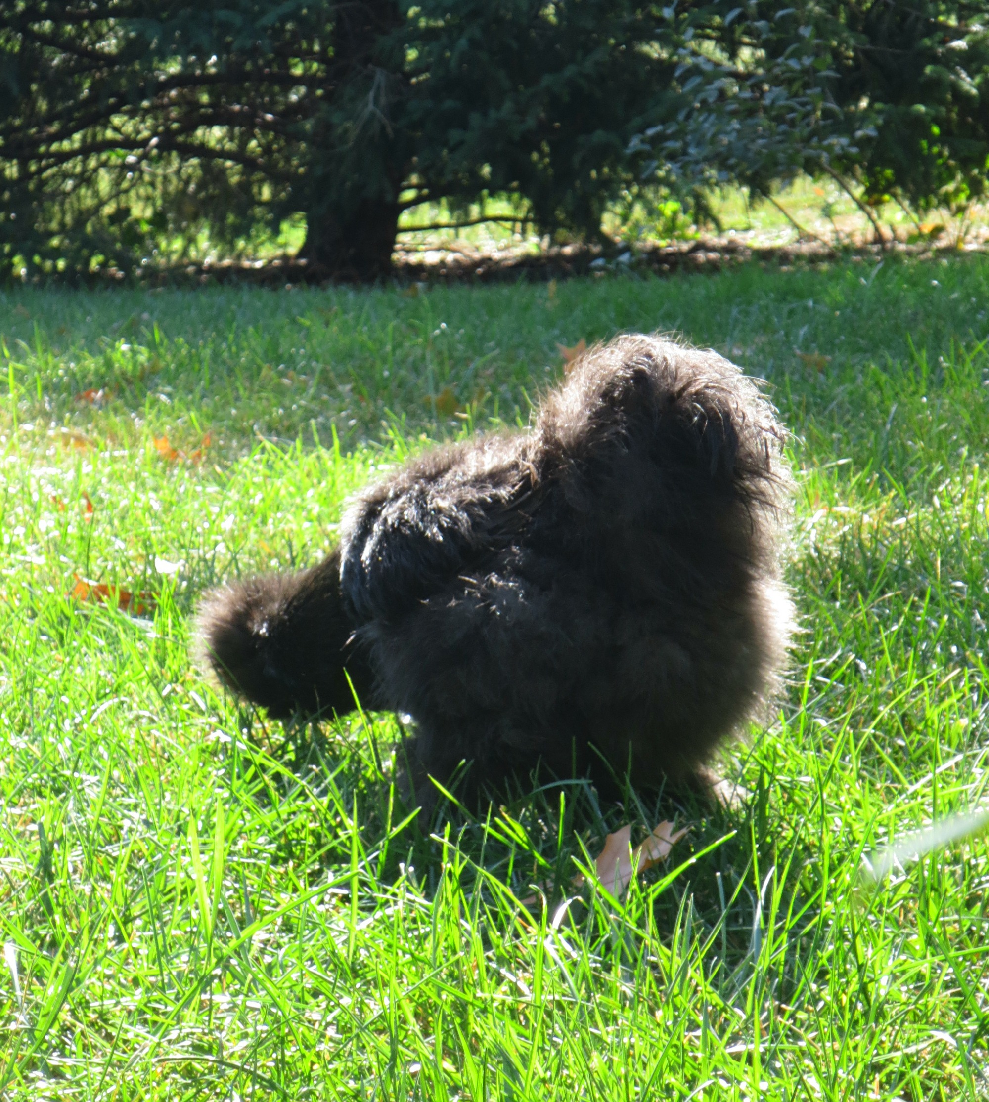 My blue silkie, Winter.