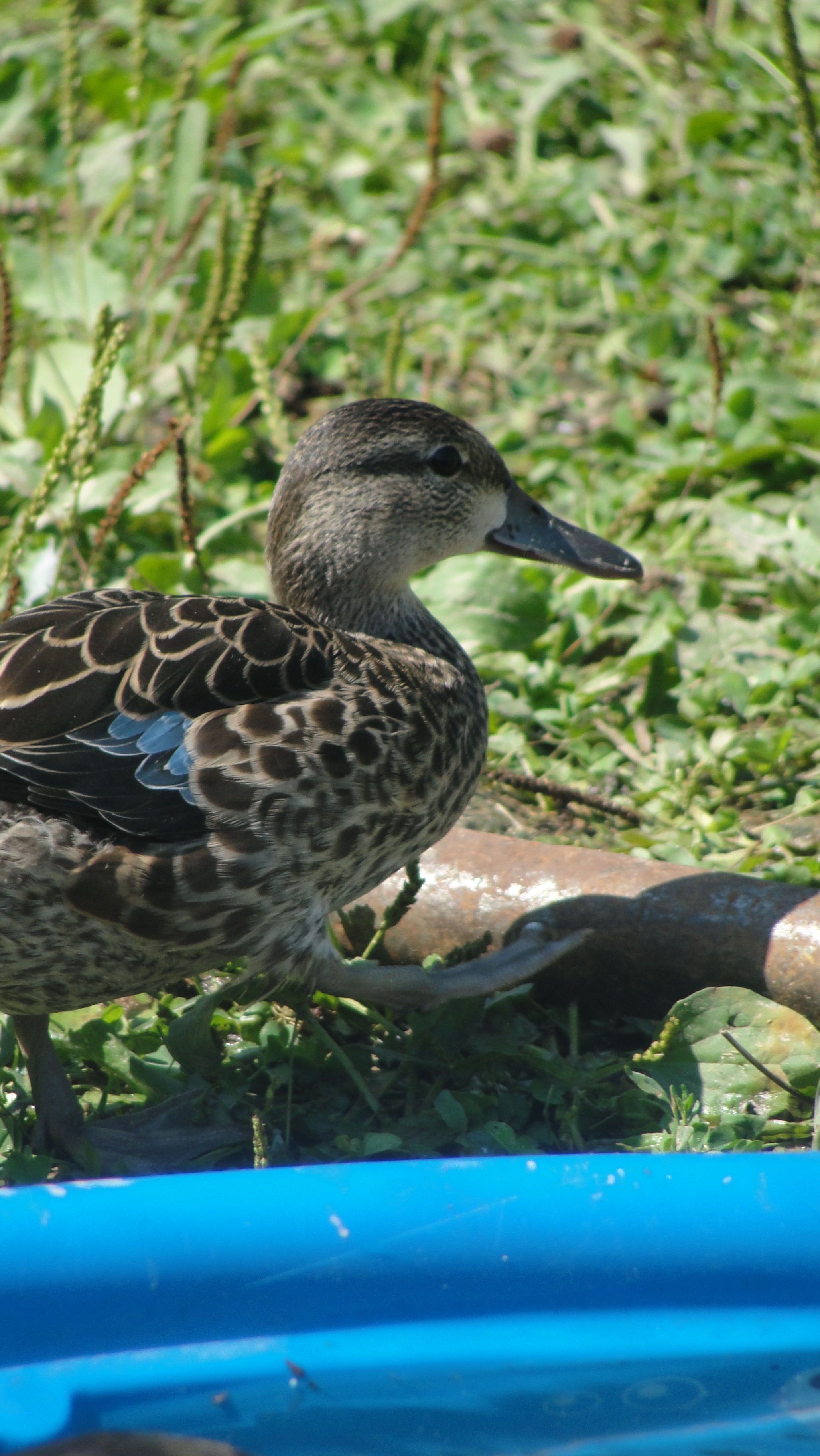 my blue winged teal hen