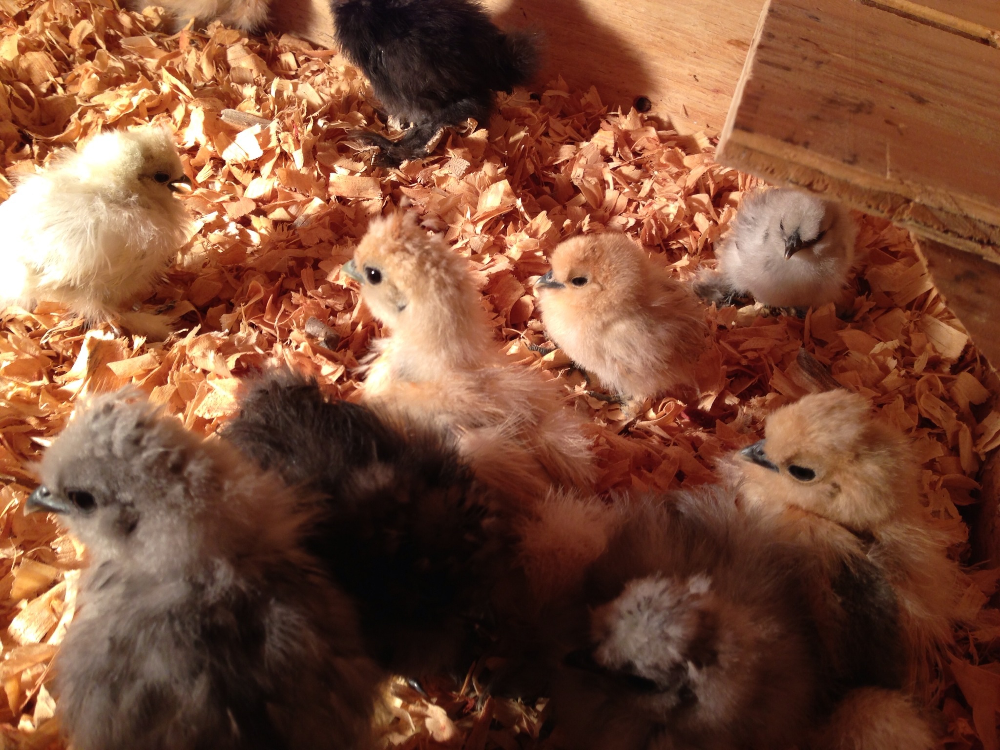 My Bobbi Porto silkies