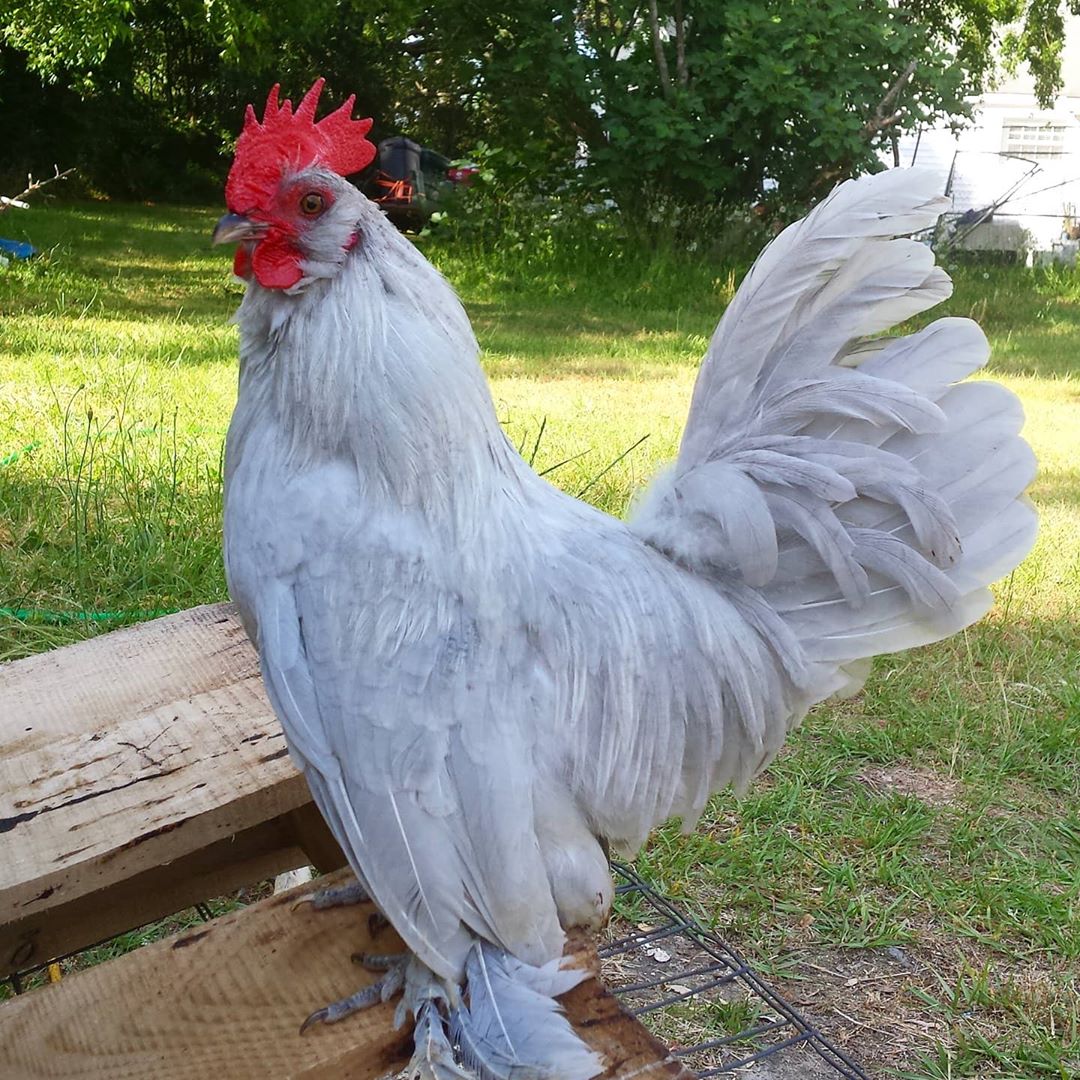 My Booted Bantam Buckbeak