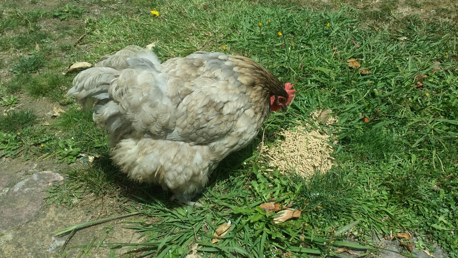 My bossy Blue Orpington