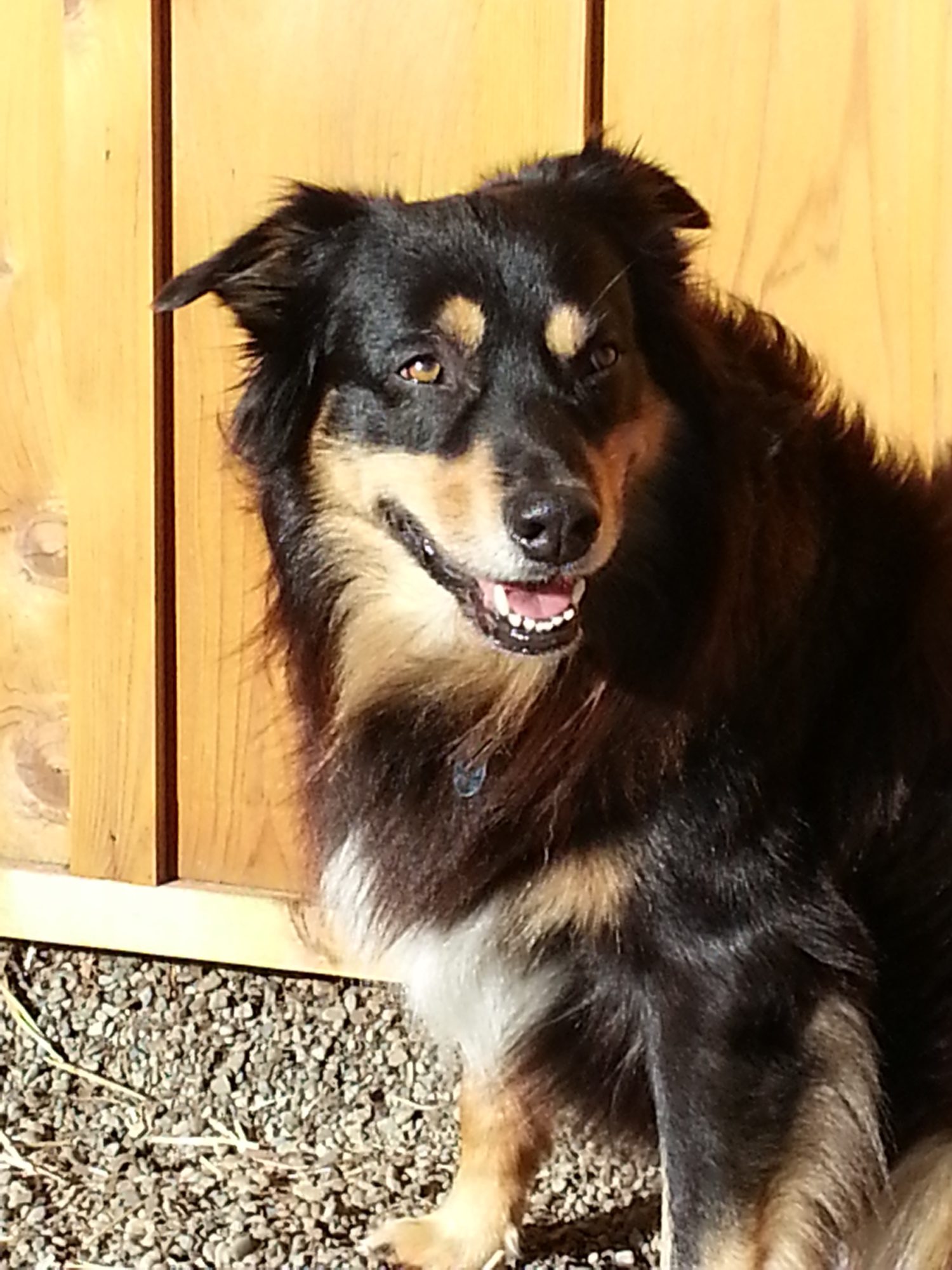 My boy Angus