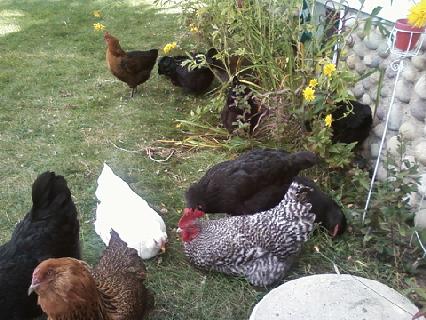 My boy Blue and his flock.