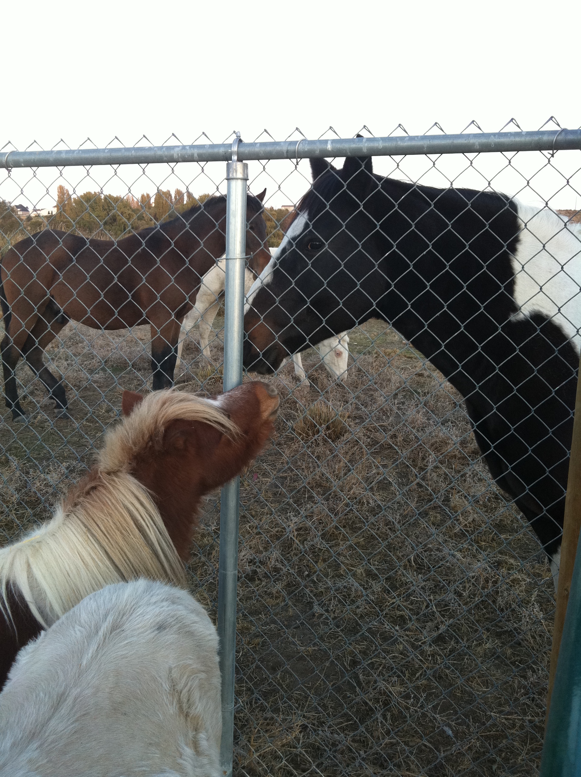 My boy Cash and the neighbor horses