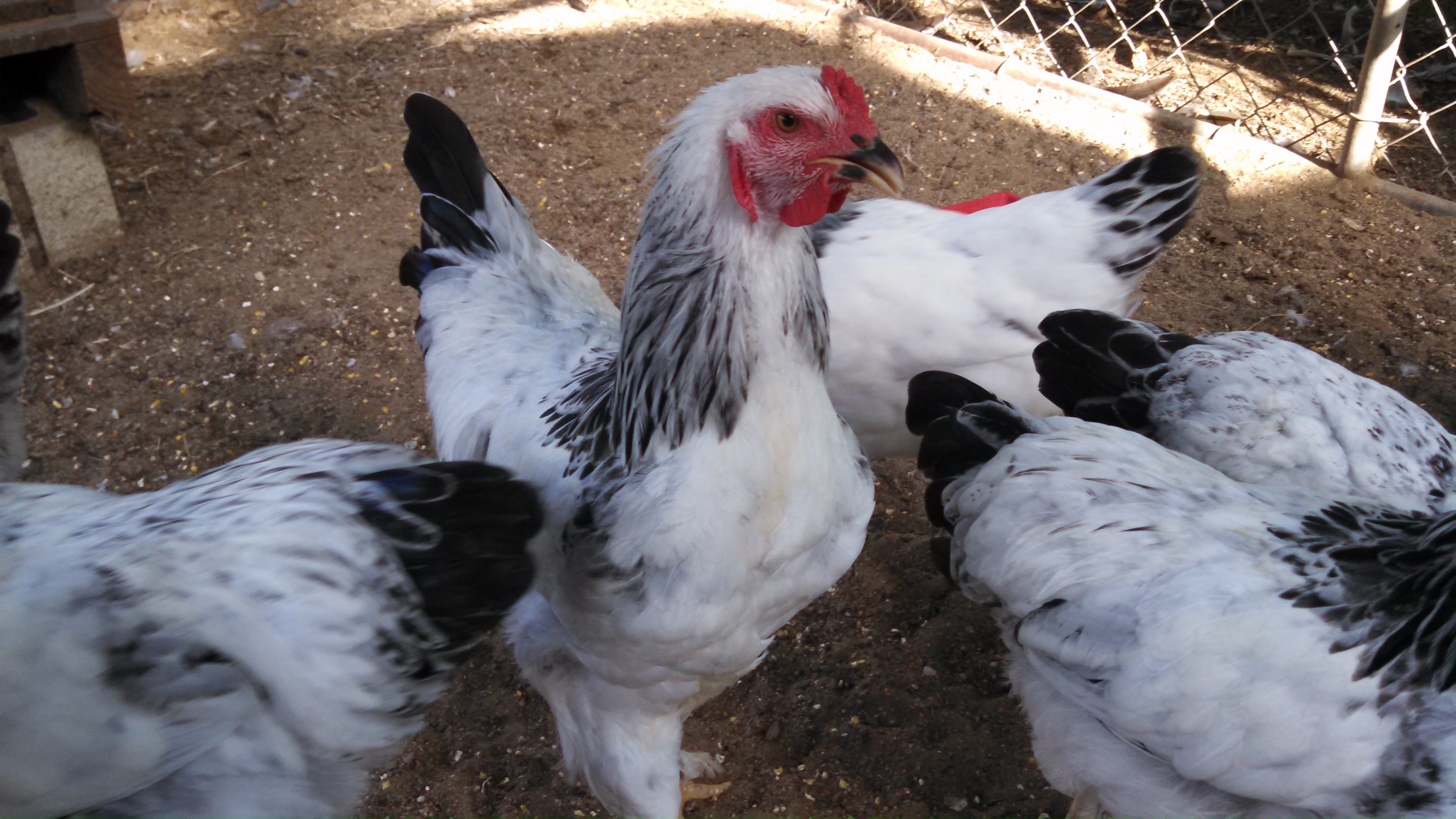 My Brahma flock at 5 months old