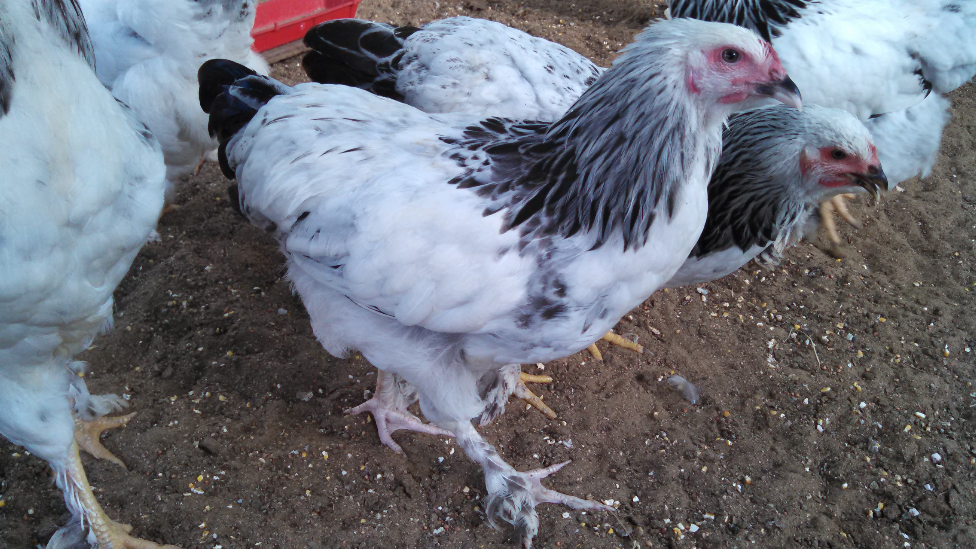 My Brahma flock at 5 months old