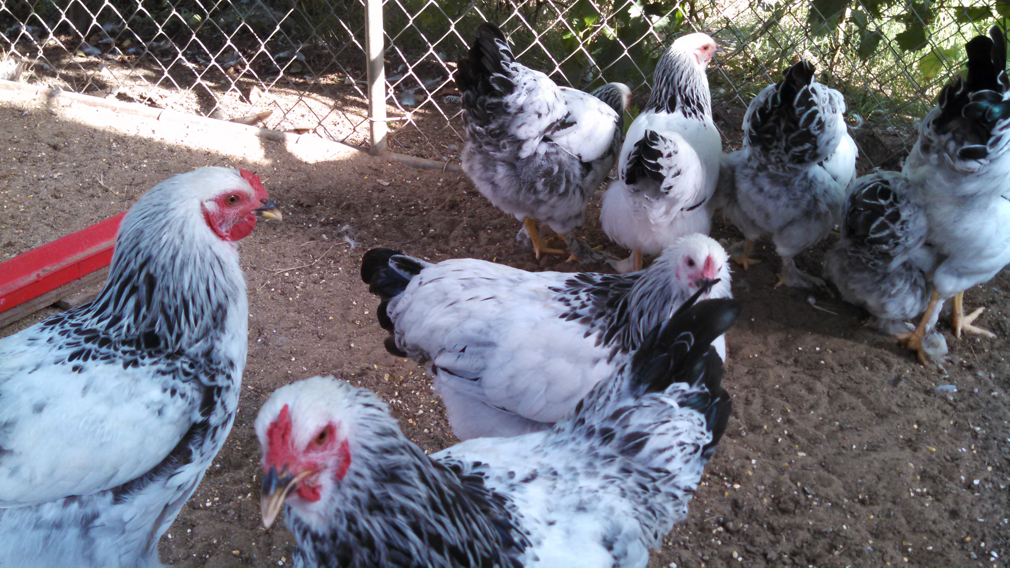 My Brahma flock at 5 months old