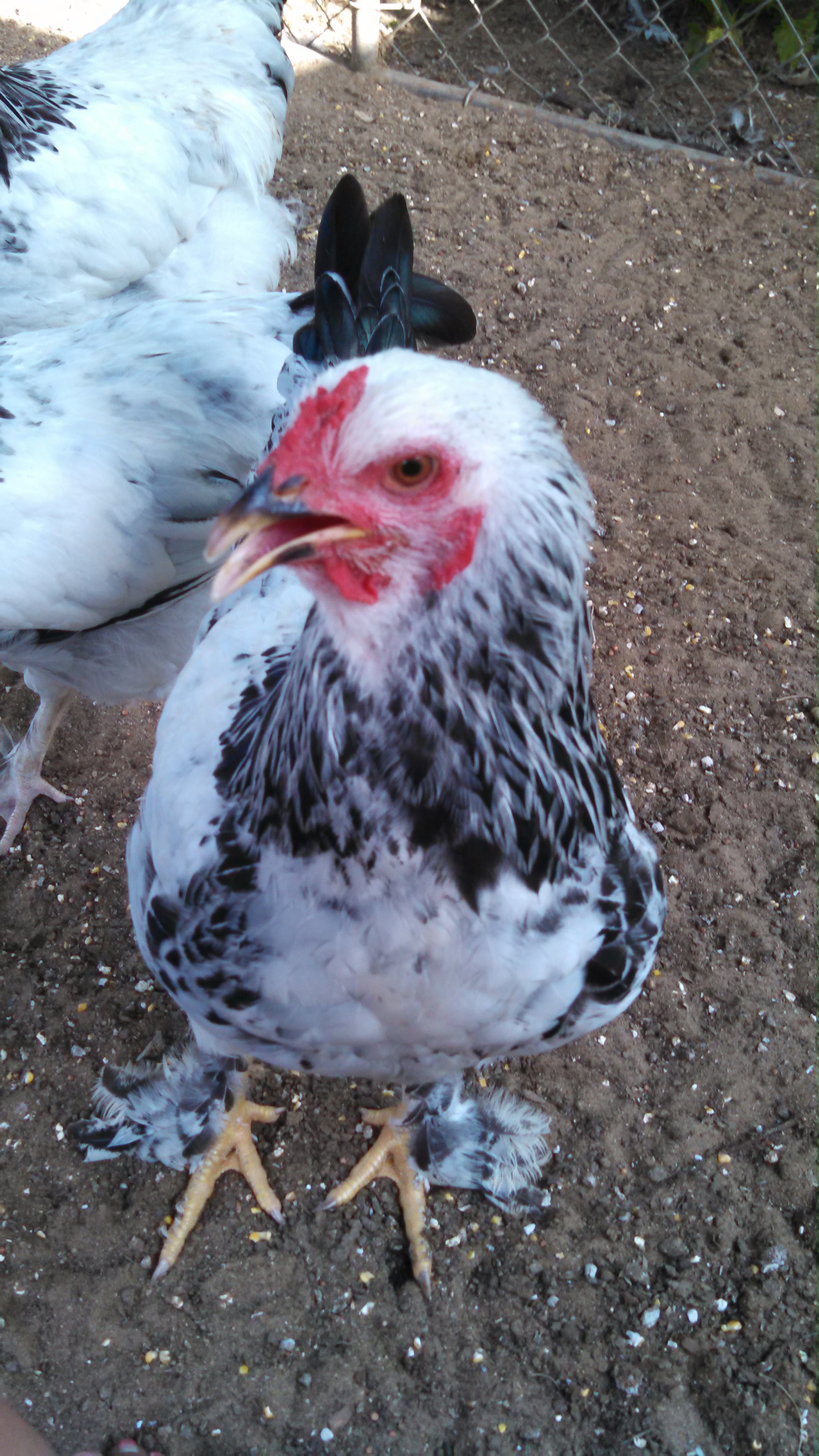 My Brahma flock at 5 months old