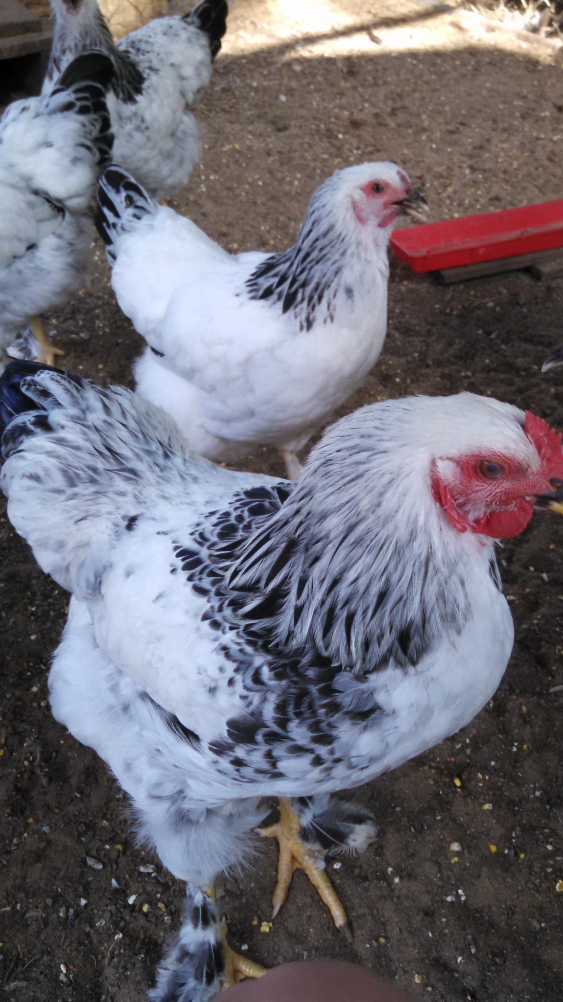 My Brahma flock at 5 months old