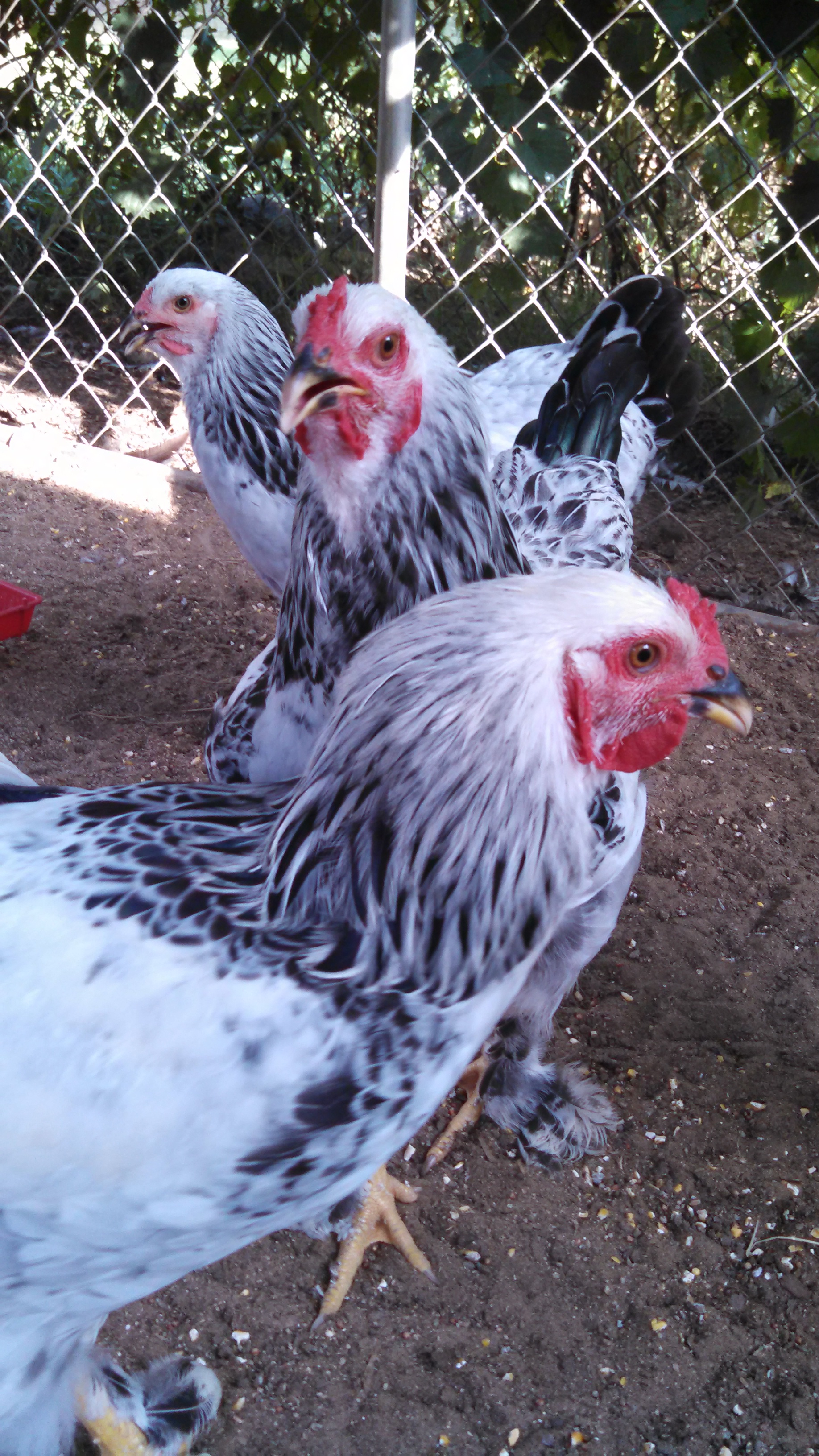 My Brahma flock at 5 months old