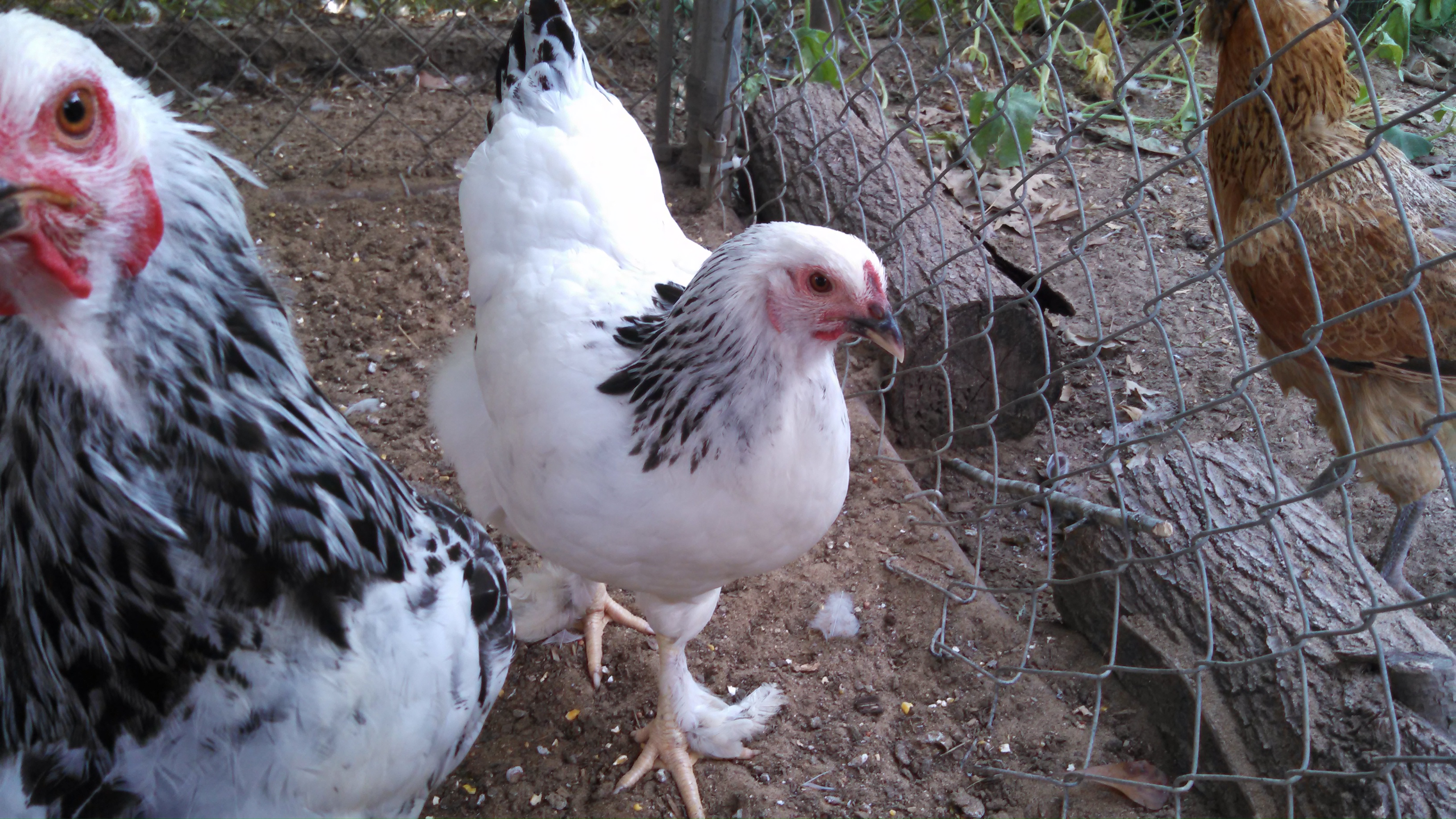 My Brahma flock at 5 months old