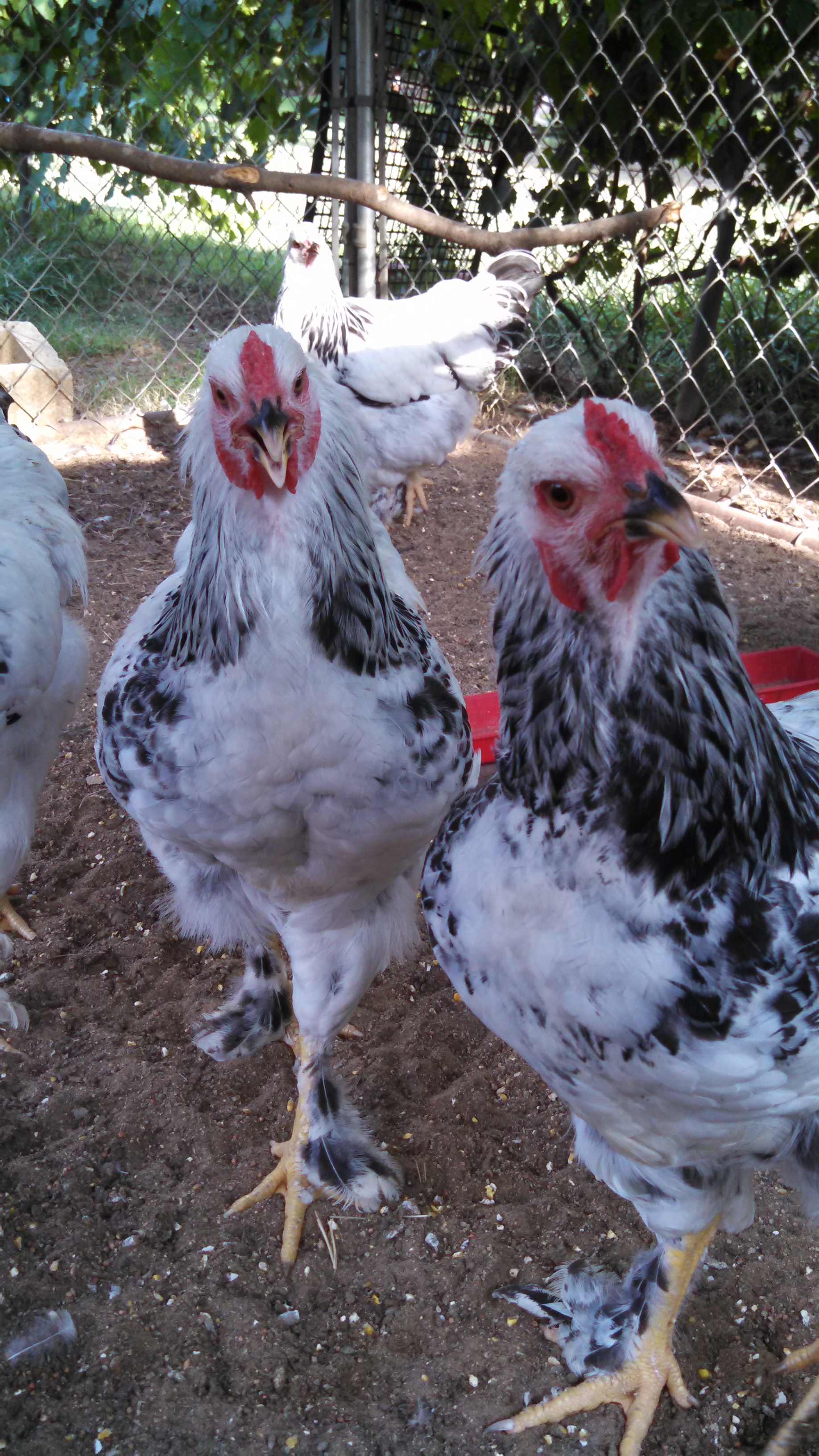 My Brahma flock at 5 months old