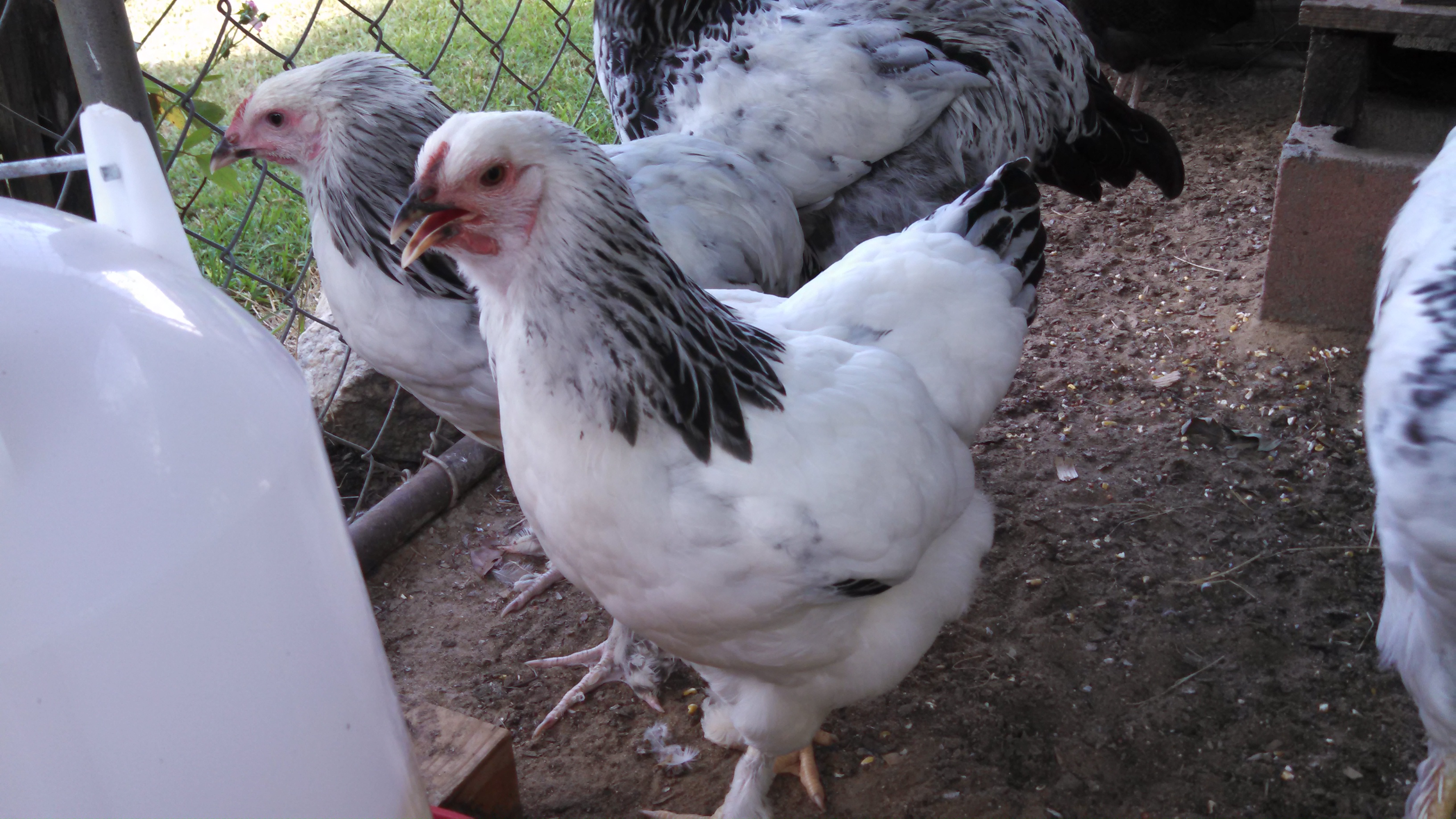 My Brahma flock at 5 months old