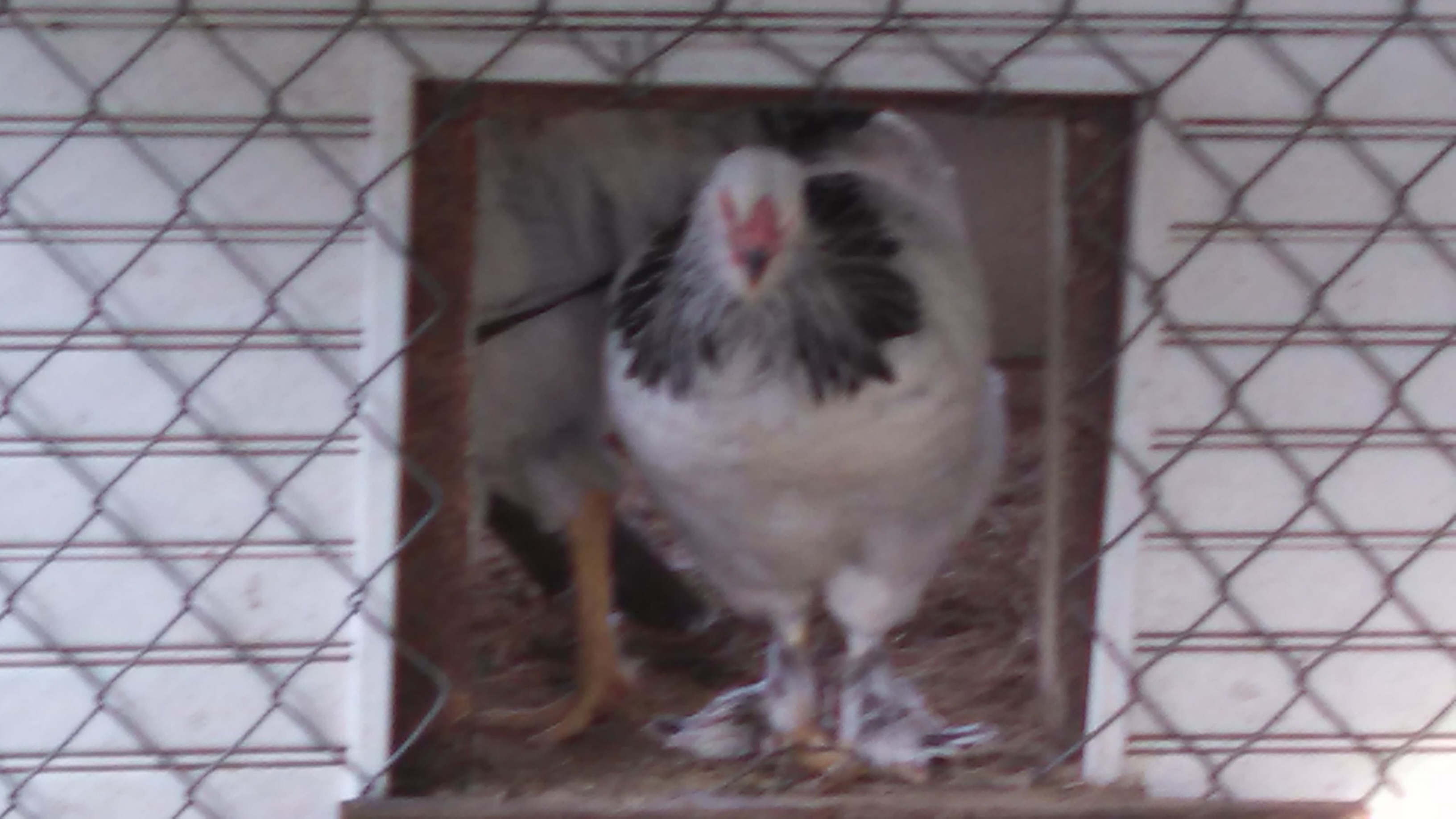 My Brahma flock at 5 months old