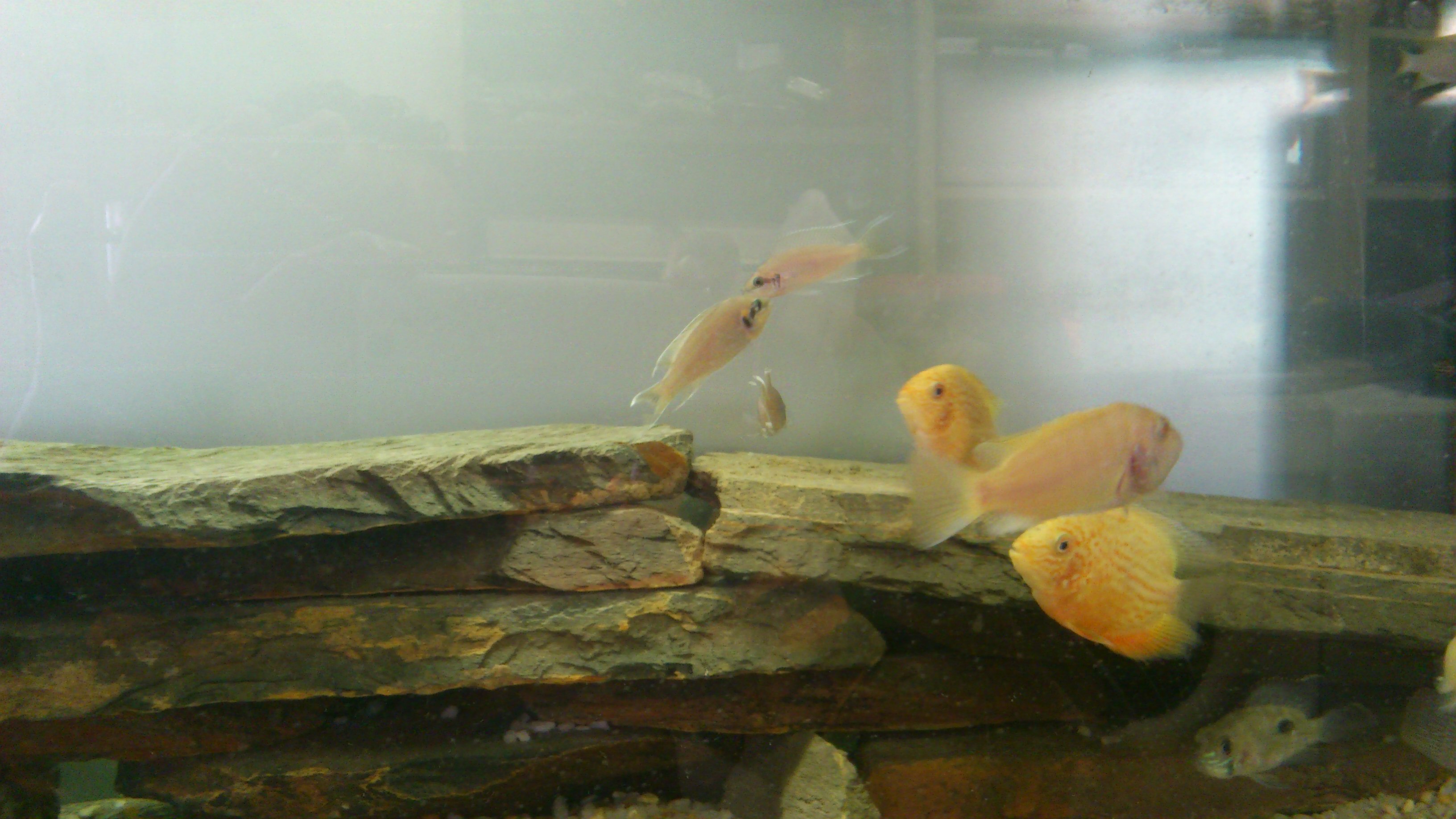 my brichardi