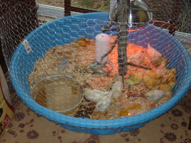 My Brood Pen...
Kiddie Pool fro Lowes ($12.00), ft chicken wire screwed to side, cut tree limb as a perch for chickens, 1qt poultry feeder, flower pot base as pond for ducks and waterer, and 250w red heater lamp mounted on the tree