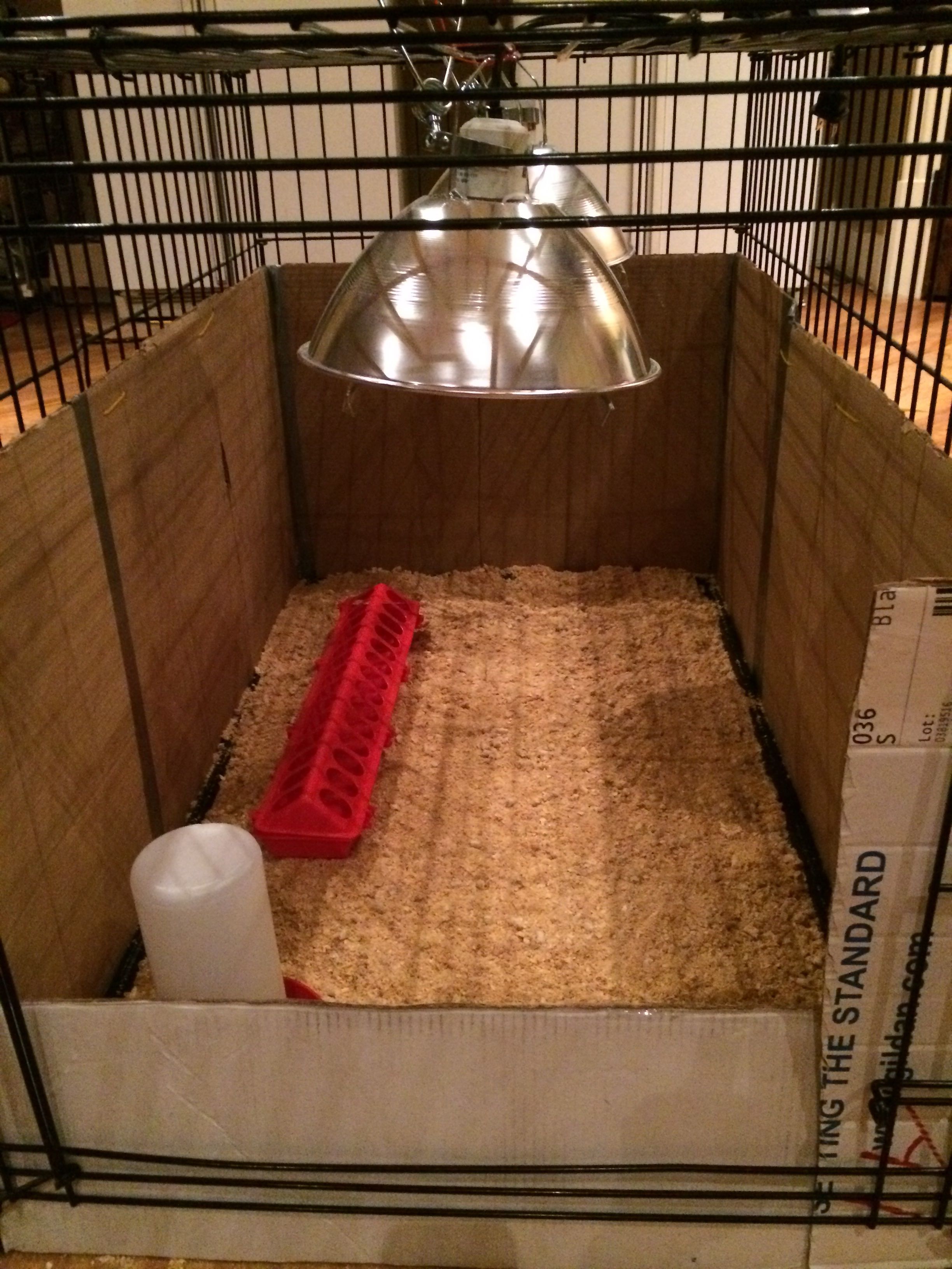 My brooder. An xlg dog crate with cardboard sides to hold the heat in. It worked perfectly for about 4 weeks then 15 chicks were all of the sudden too big all together.