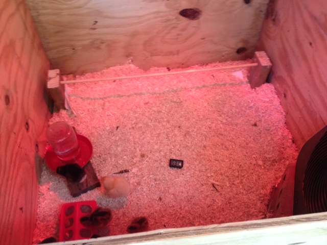 My brooder box