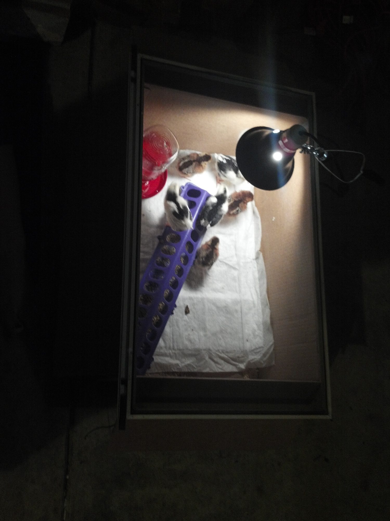 My brooder cardboard box with a window screen over it