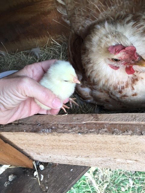 My brooder just hatched 4 chicks today. So excited. Now what? LOL