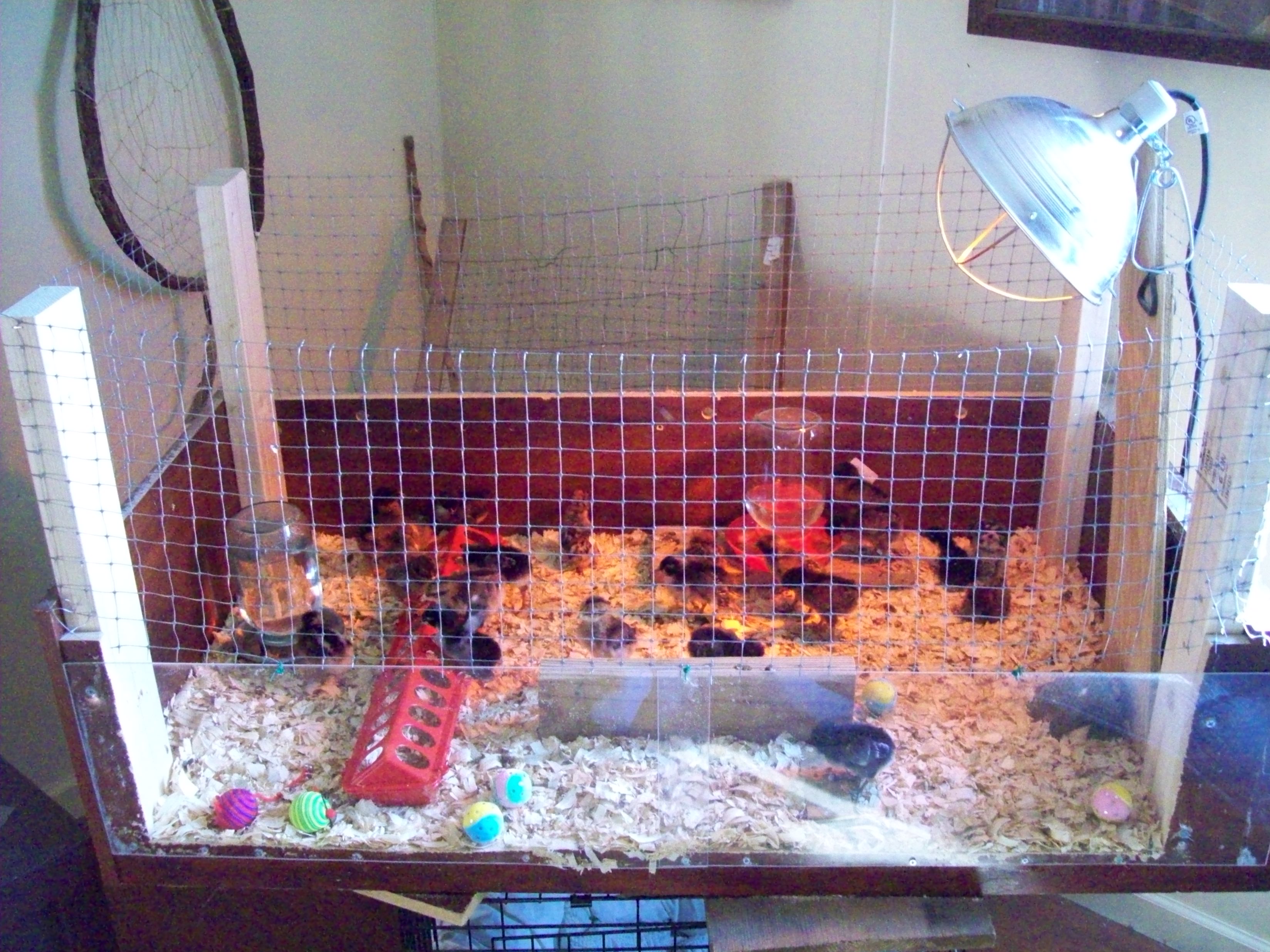 My brooder