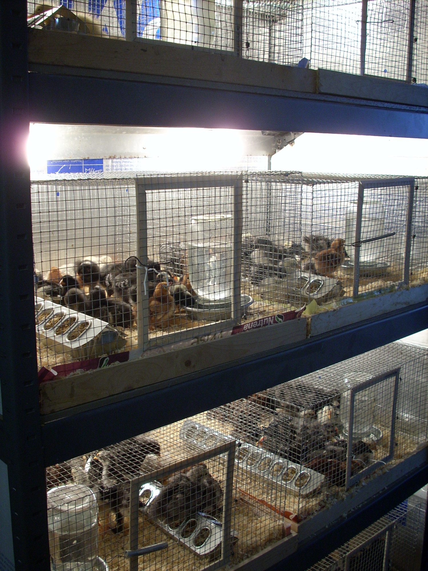 my brooder