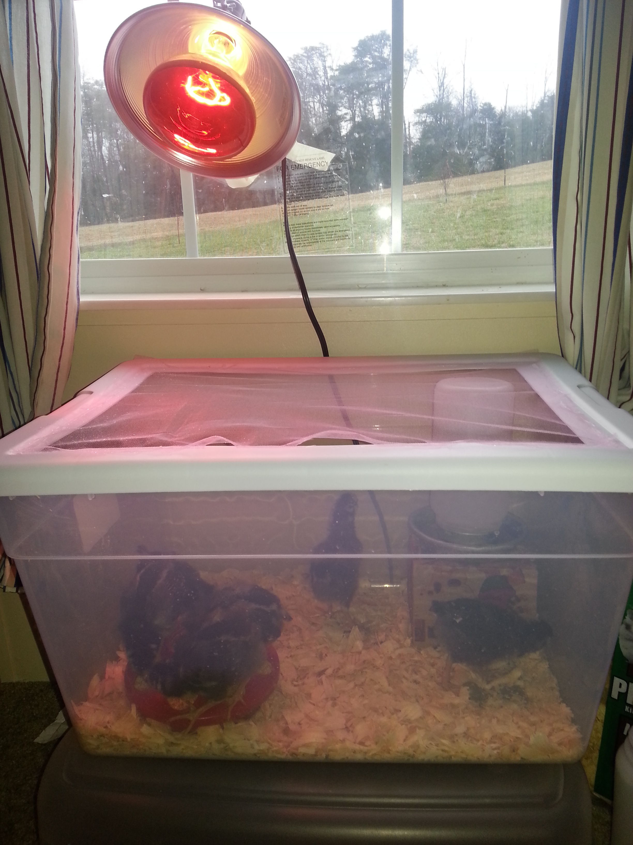My brooder