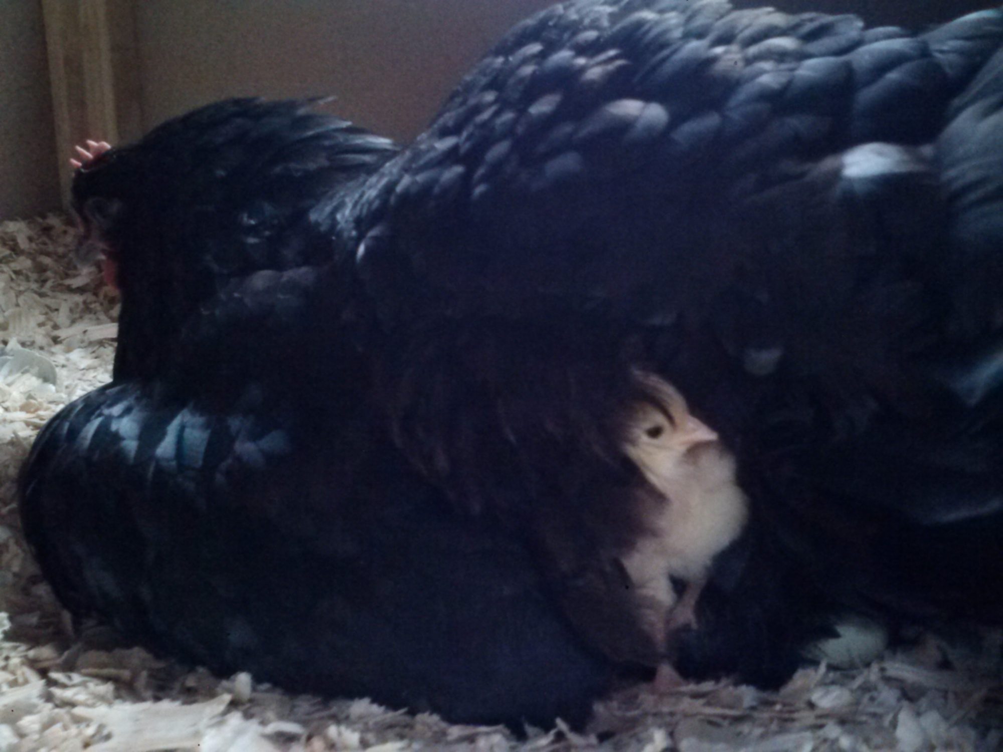 My broody australorp adopted 5 colored broilers.  She's doing a great job as a first time momma