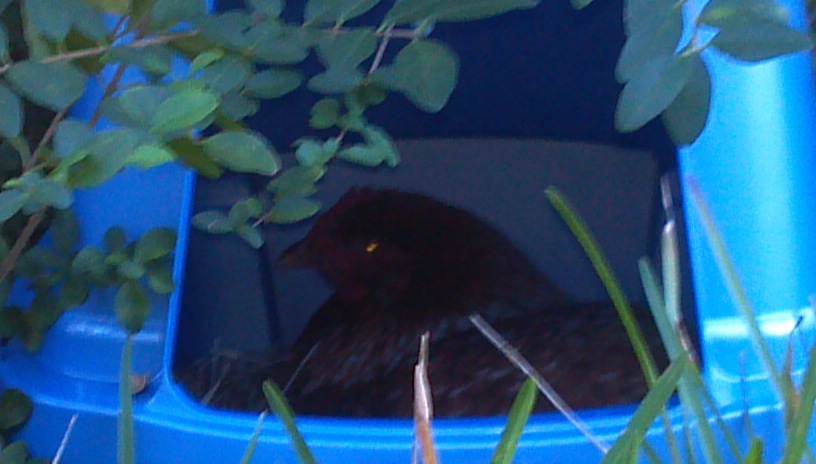 My Broody Golden Buff that is sitting on 15 eggs.