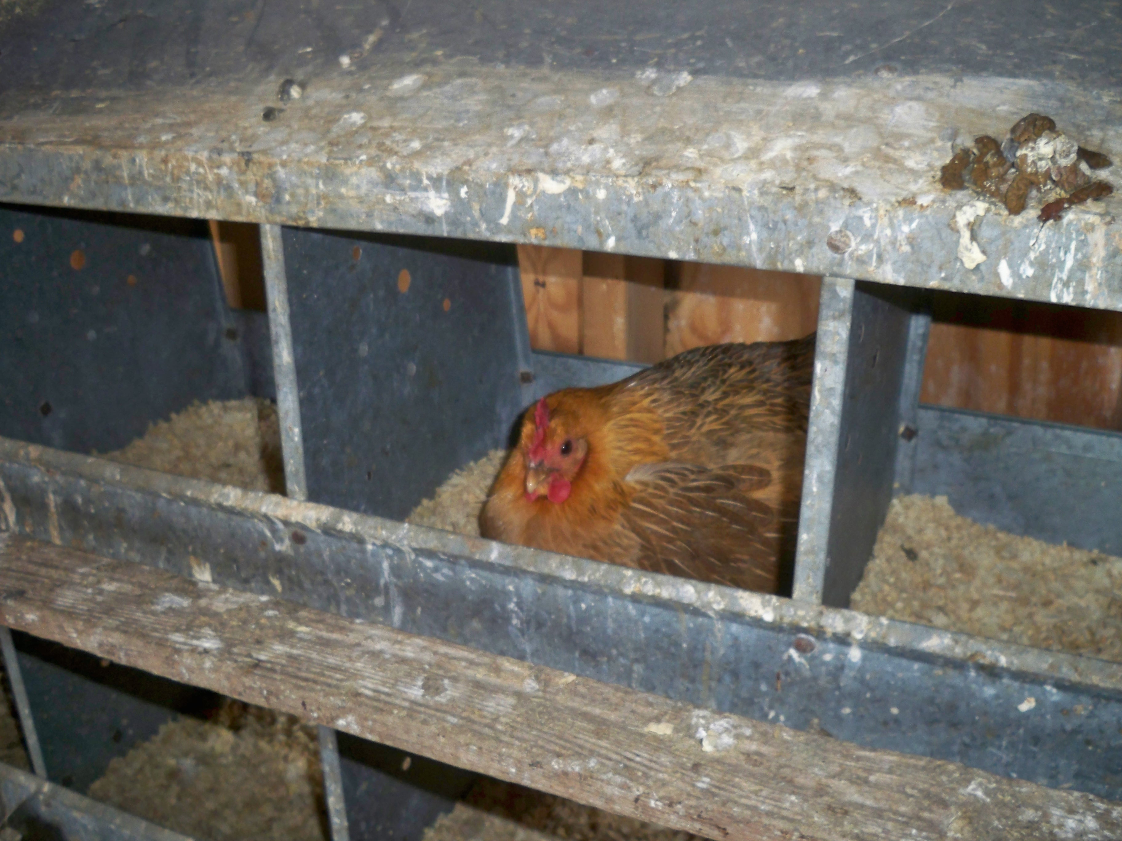 my broody hen setting on eggs 3-27-12 . she lays a small light pinkish egg. still not sure what breed she is.