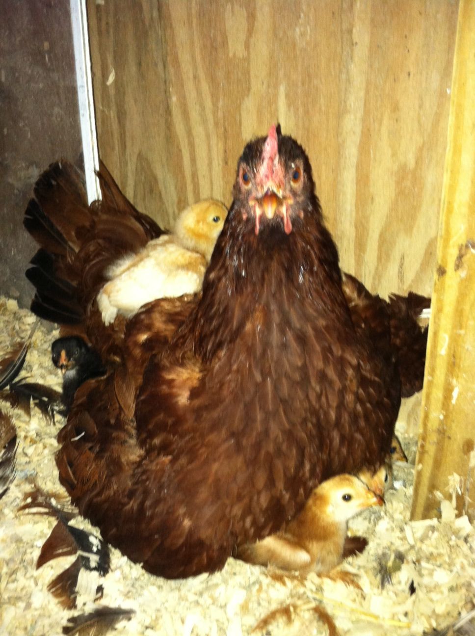 My Broody momma and her 5 babes.