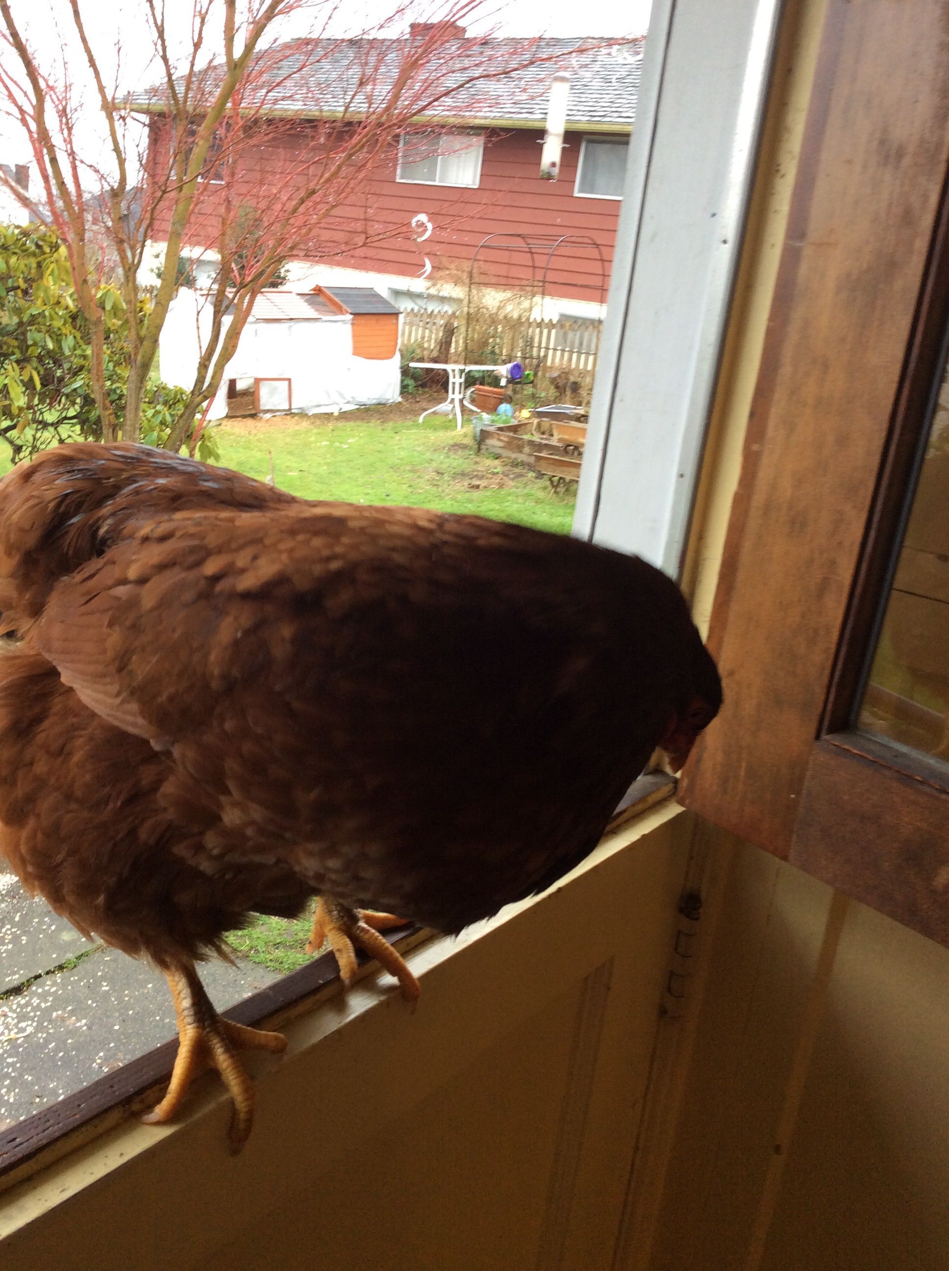 My buckeye, Amelia, loves to fly up onto the half of my back door to let me know she wants some treats!