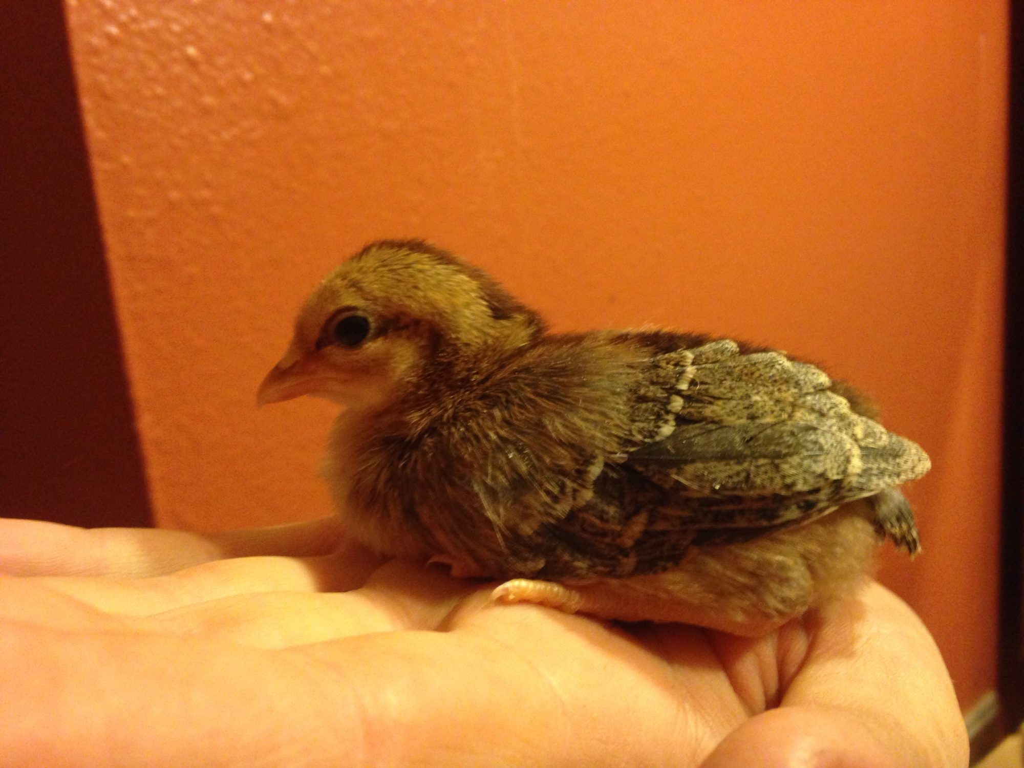 My buddy. Prolly an OEGB