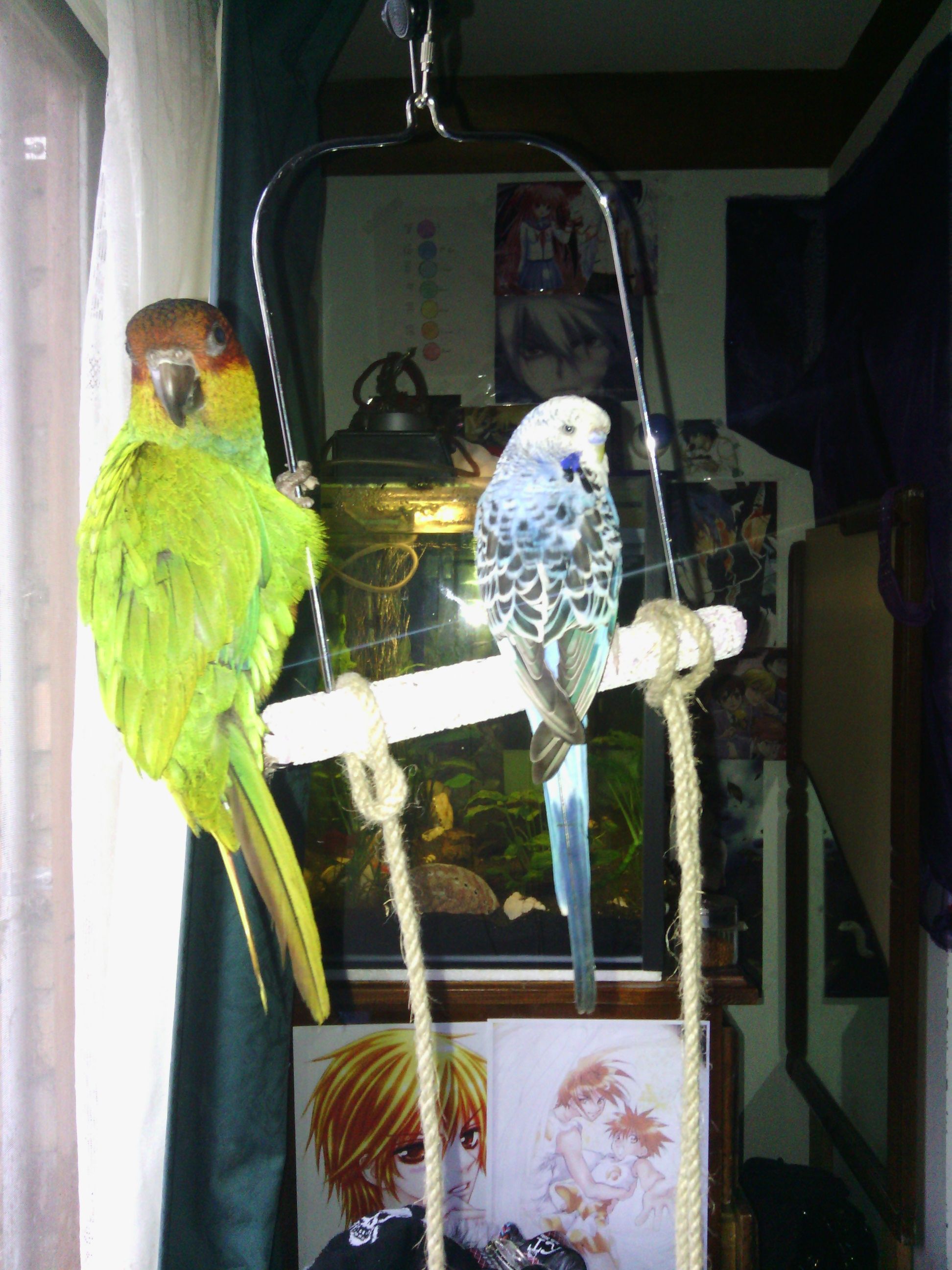 My budgie Leo and Willow (Blue throated Conure) on a swing perch.