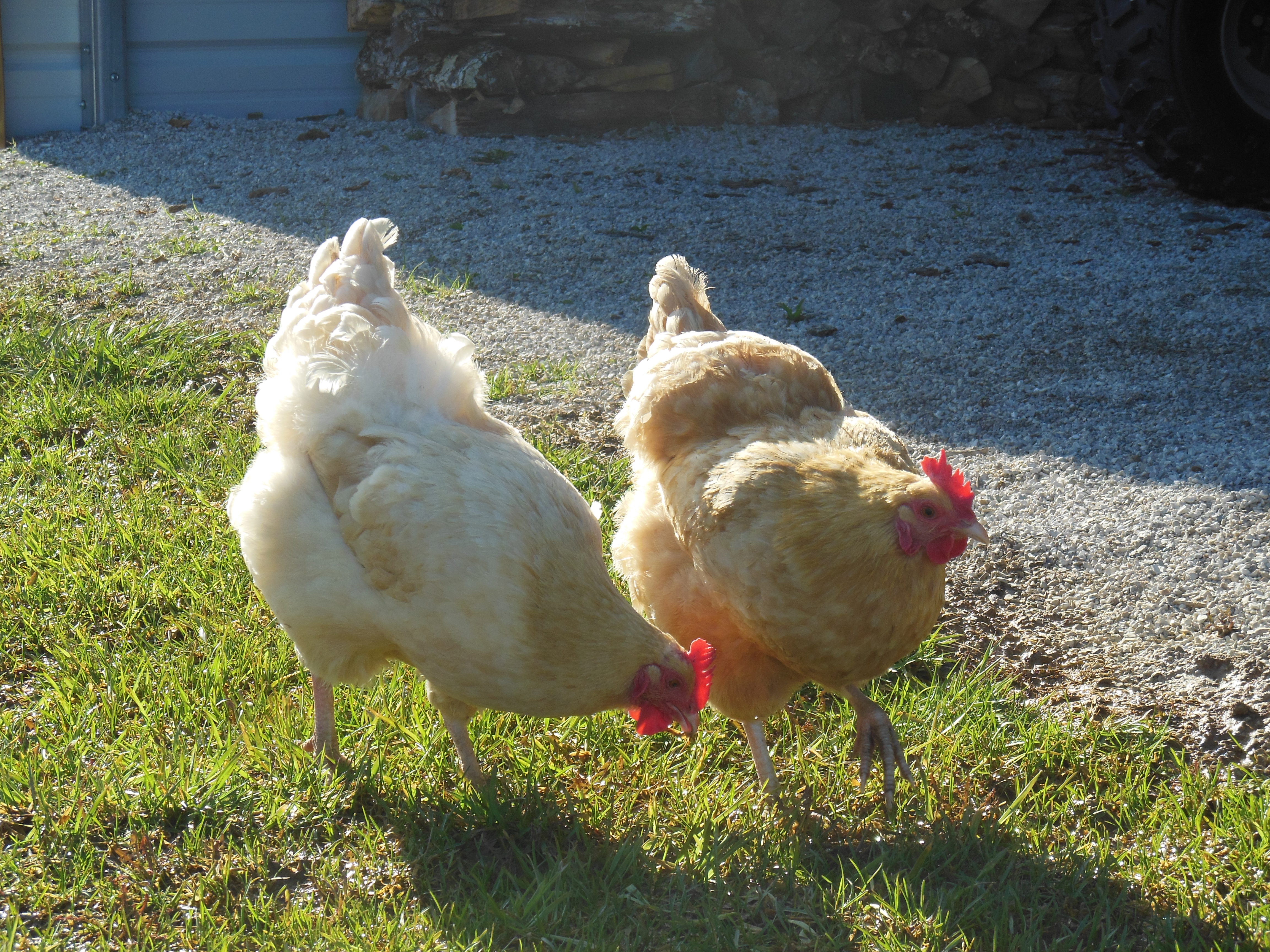My Buff Chickens- Sandy and Goldie