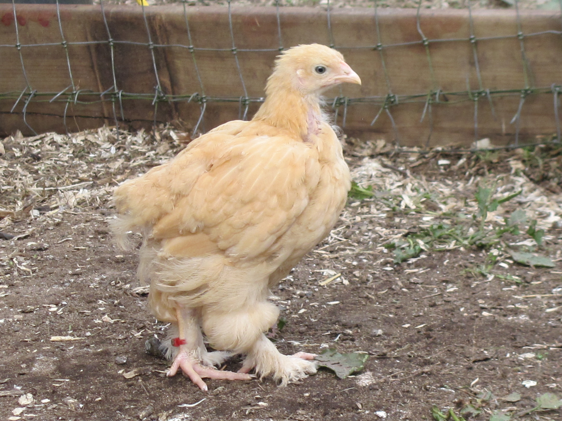 My buff Cochin.