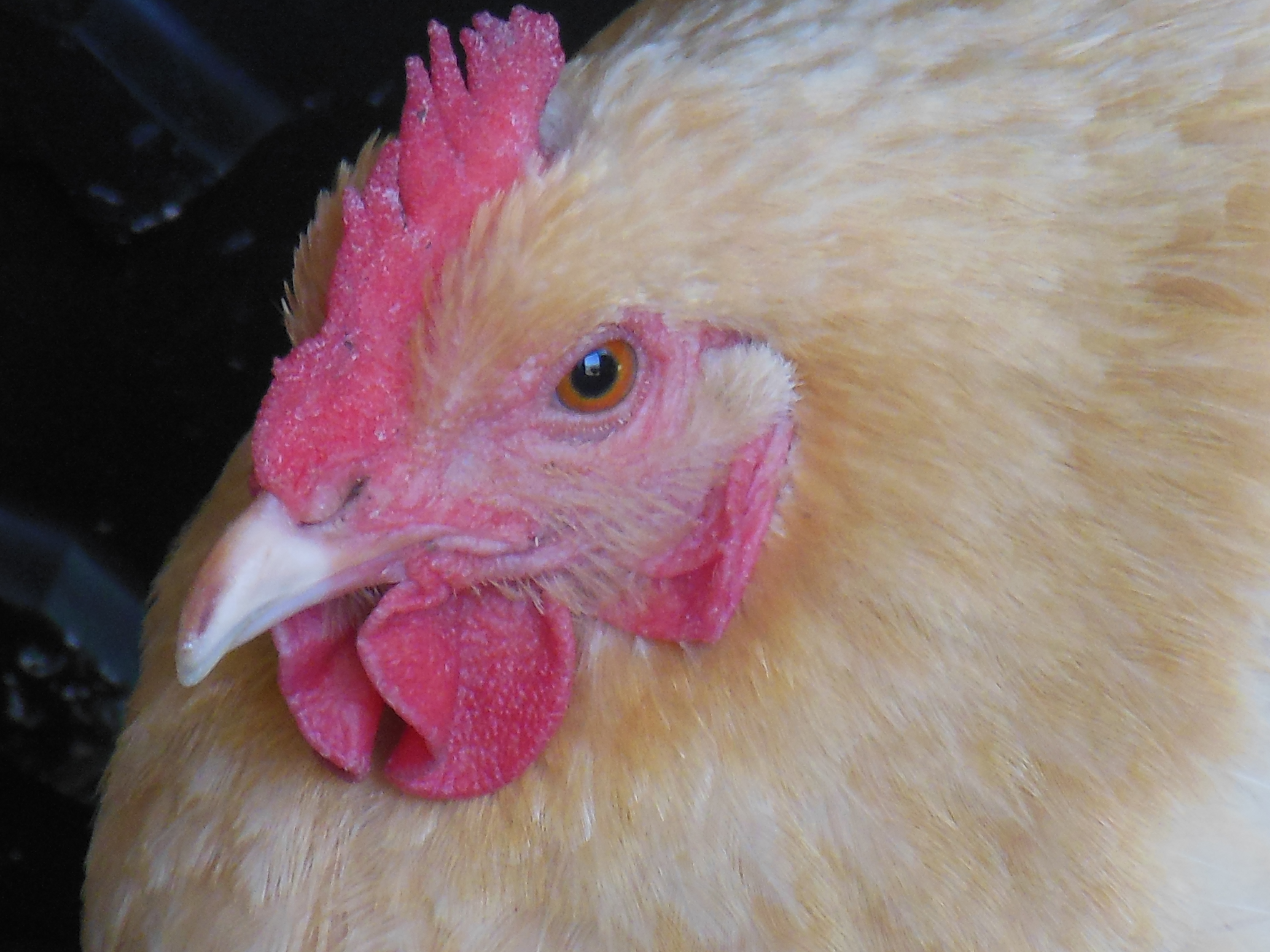 My Buff Hen