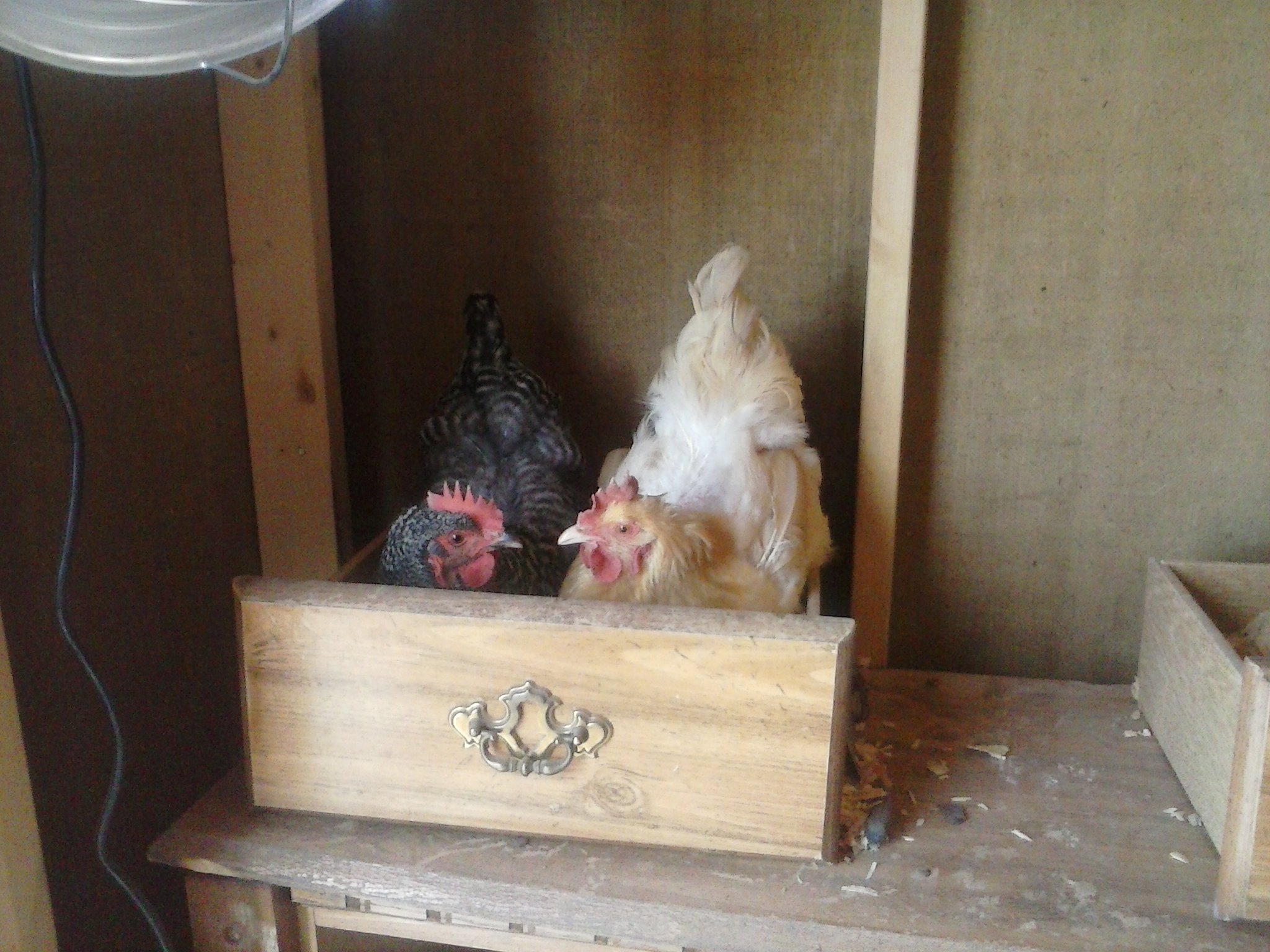my Buff Orphington and my Bared Rock...Nesting together
